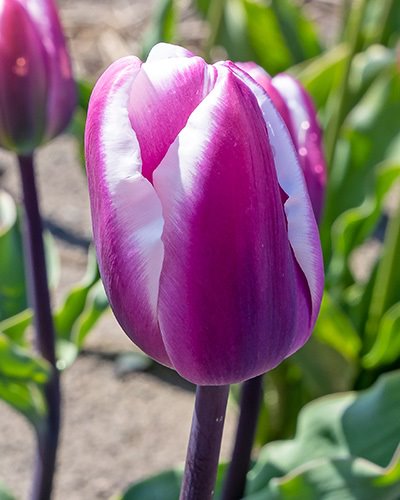 Nahaufnahme einer lila-weißen Tulpe mit weißen Randstreifen an den Blütenblättern, unscharfer Gartenhintergrund