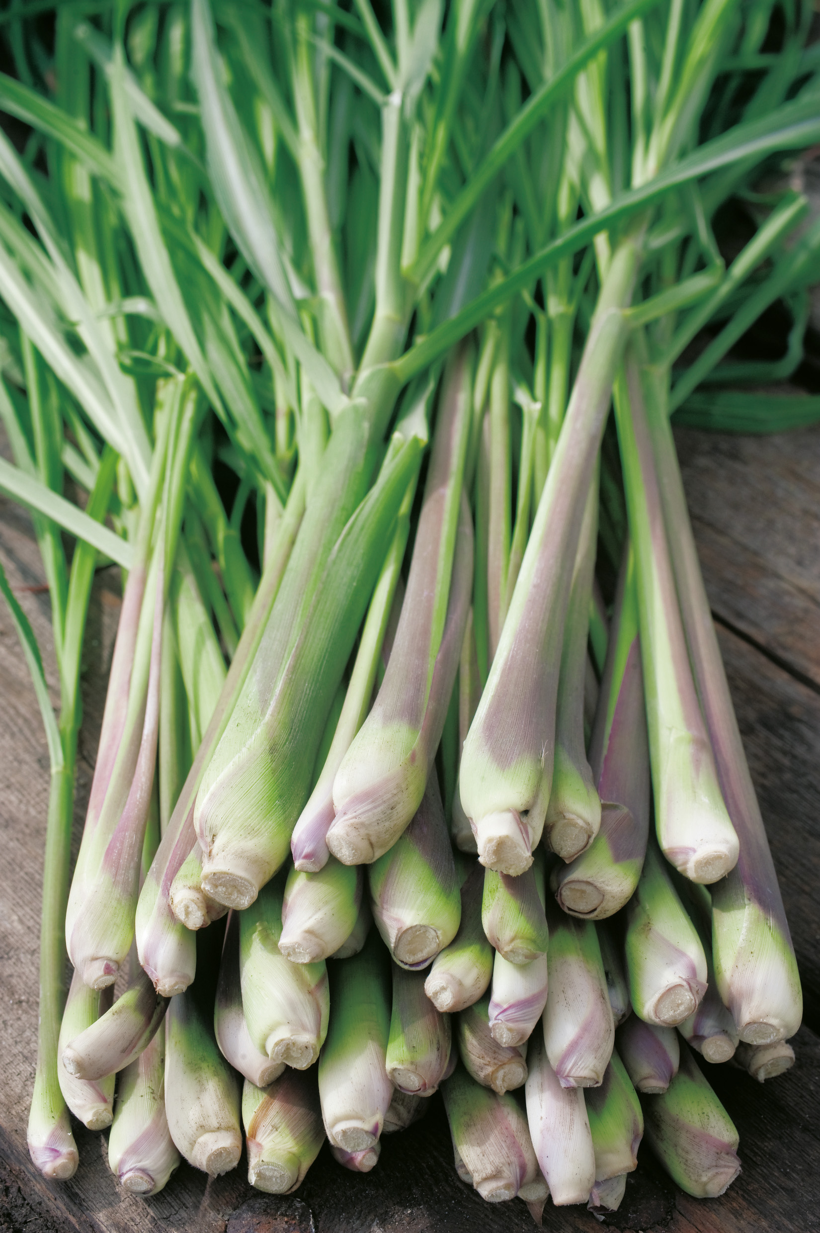 Frische Bündel von Zitronengras Cymbopogon flexuosus als Bio-Saatgut von Samen-Fetzer, ideal für die asiatische Küche mit aromatischen Blättern und Stielen zur regelmäßigen Ernte.