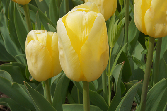Nahaufnahme von gelben Tulpen mit grünen Blättern im Beet