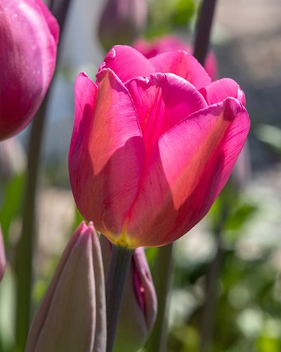 Nahaufnahme einer rosa Tulpe mit Knospen und unscharfem Gartenhintergrund