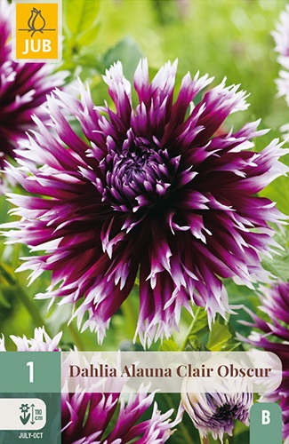 Kaktus-Dahlie Clair-Obscur