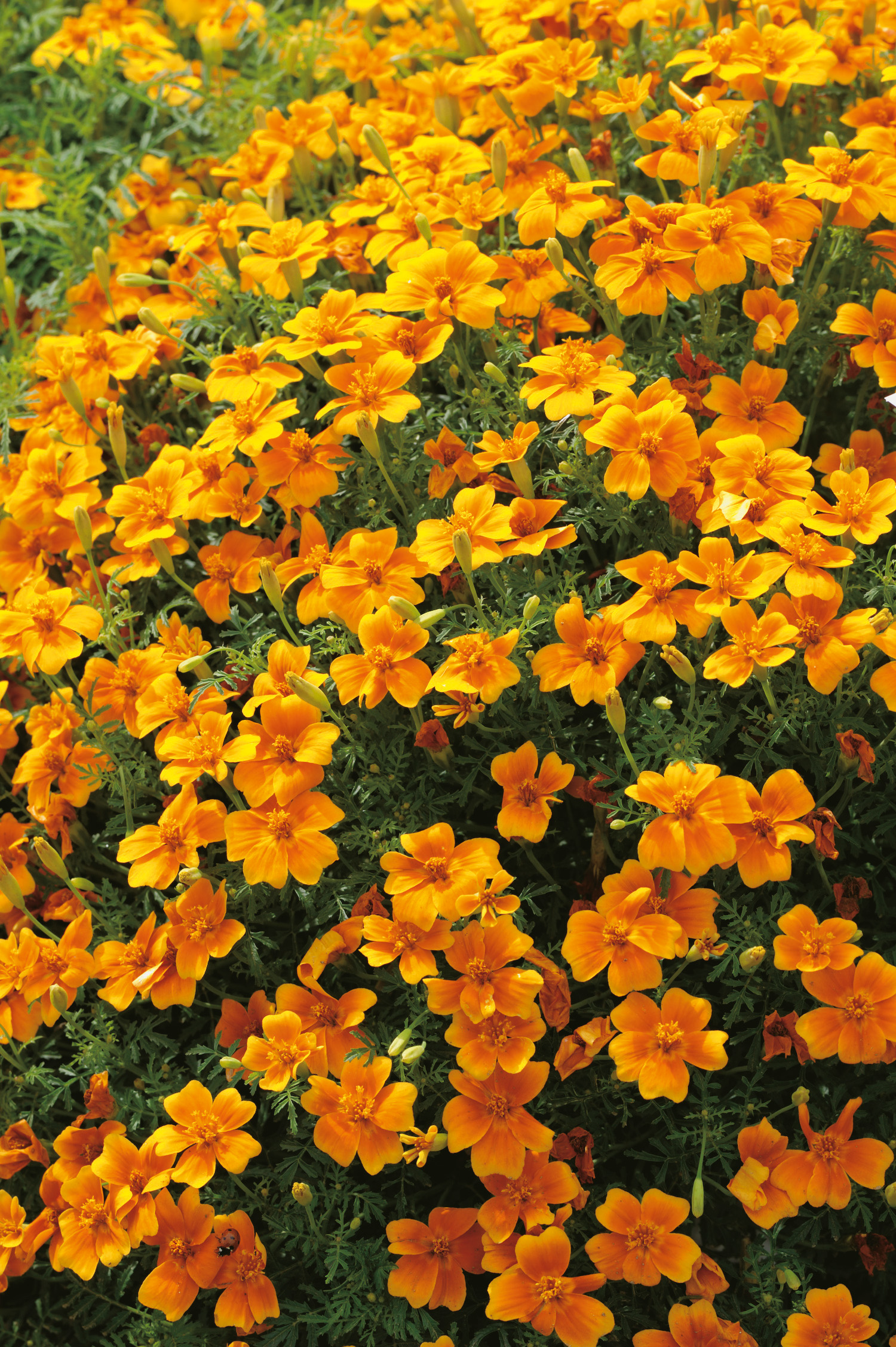 Nahaufnahme vieler dicht stehender orangefarbener Tagetes-Blüten mit grünen, gefiederten Blättern