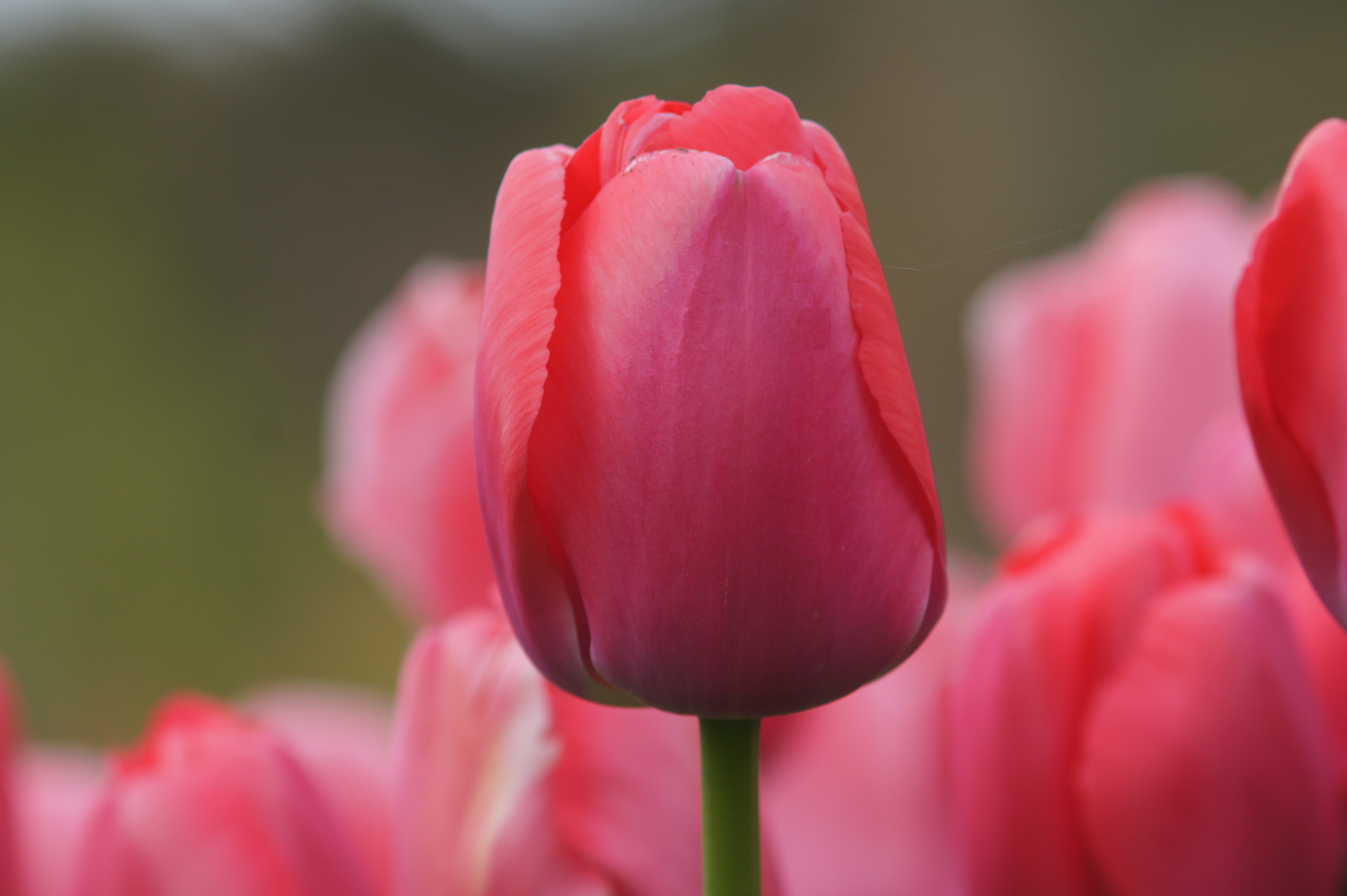 Nahaufnahme einer rosa Tulpe mit geschlossener Blüte und grünem Stiel, unscharfer Hintergrund mit weiteren rosa Tulpen