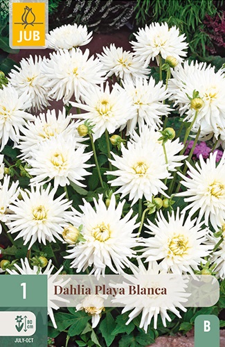 Beet-Dahlie Playa Blanca