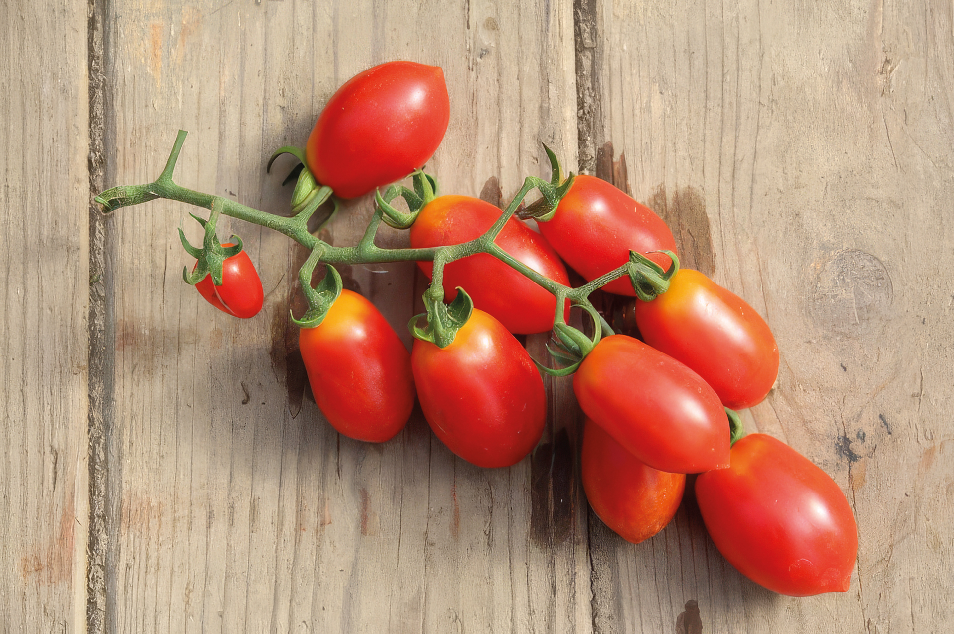 Cocktailtomate Donatellina