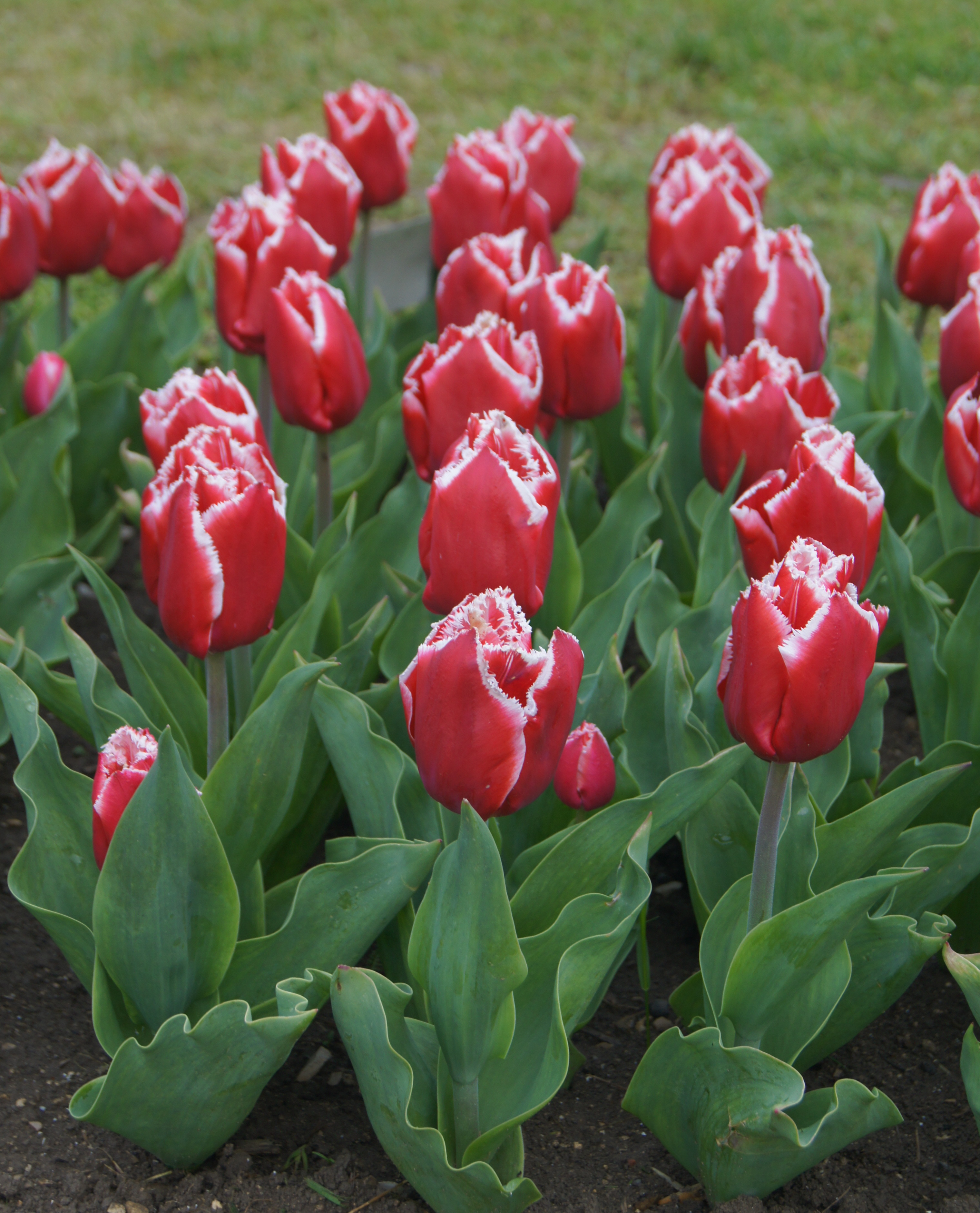 Ein Blumenbeet mit roten Tulpen, die weiße Ränder haben, umgeben von grünen Blättern.