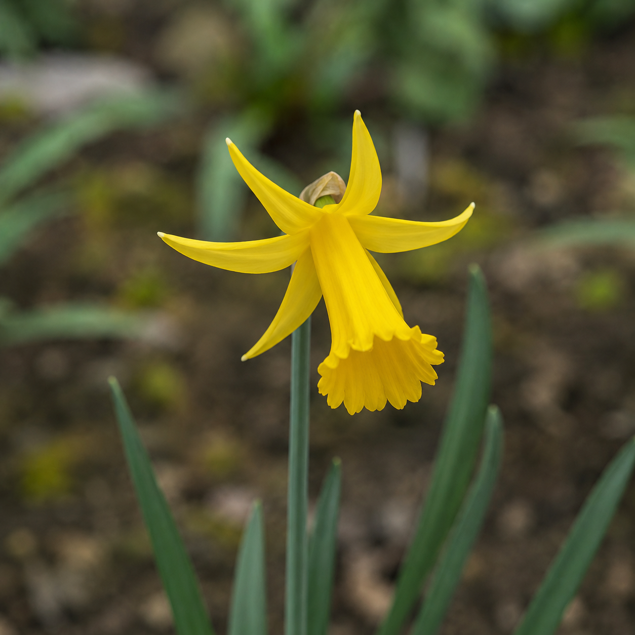 Cyclamineus-Narzissen February Gold