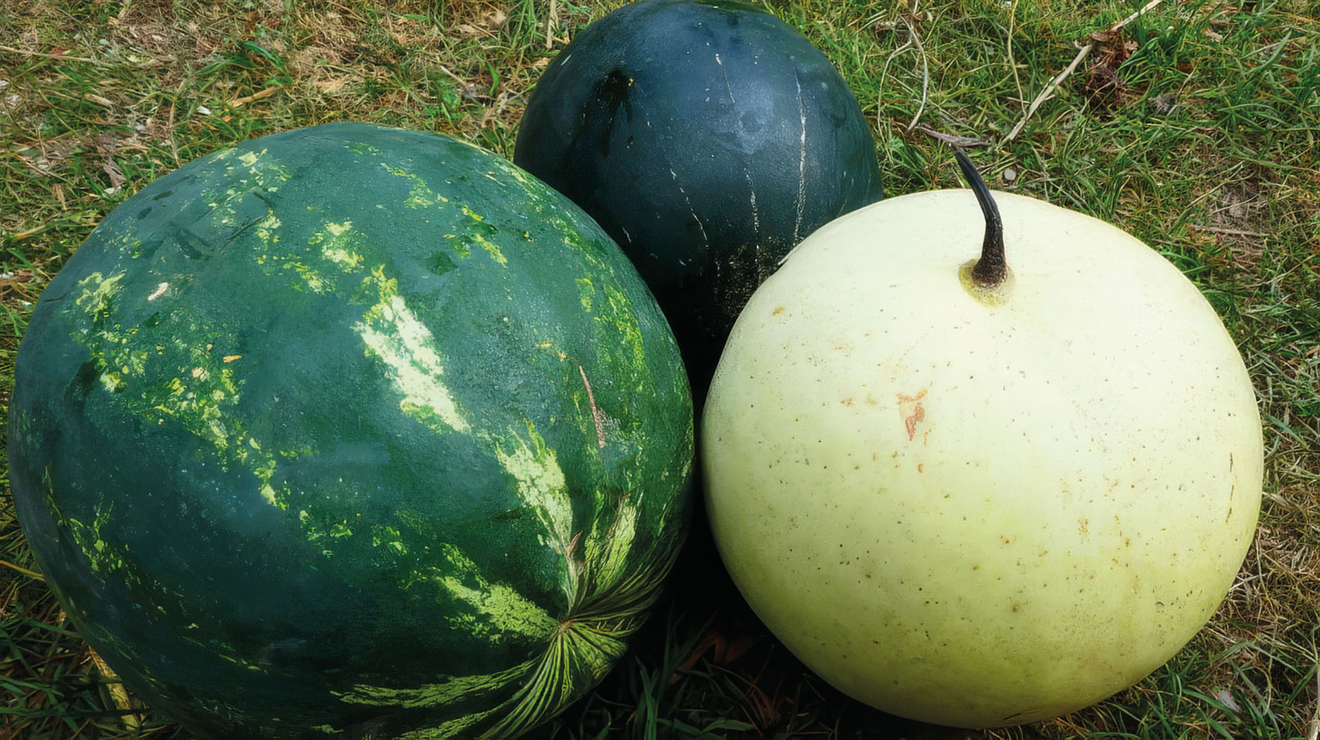 Bunte Wassermelone