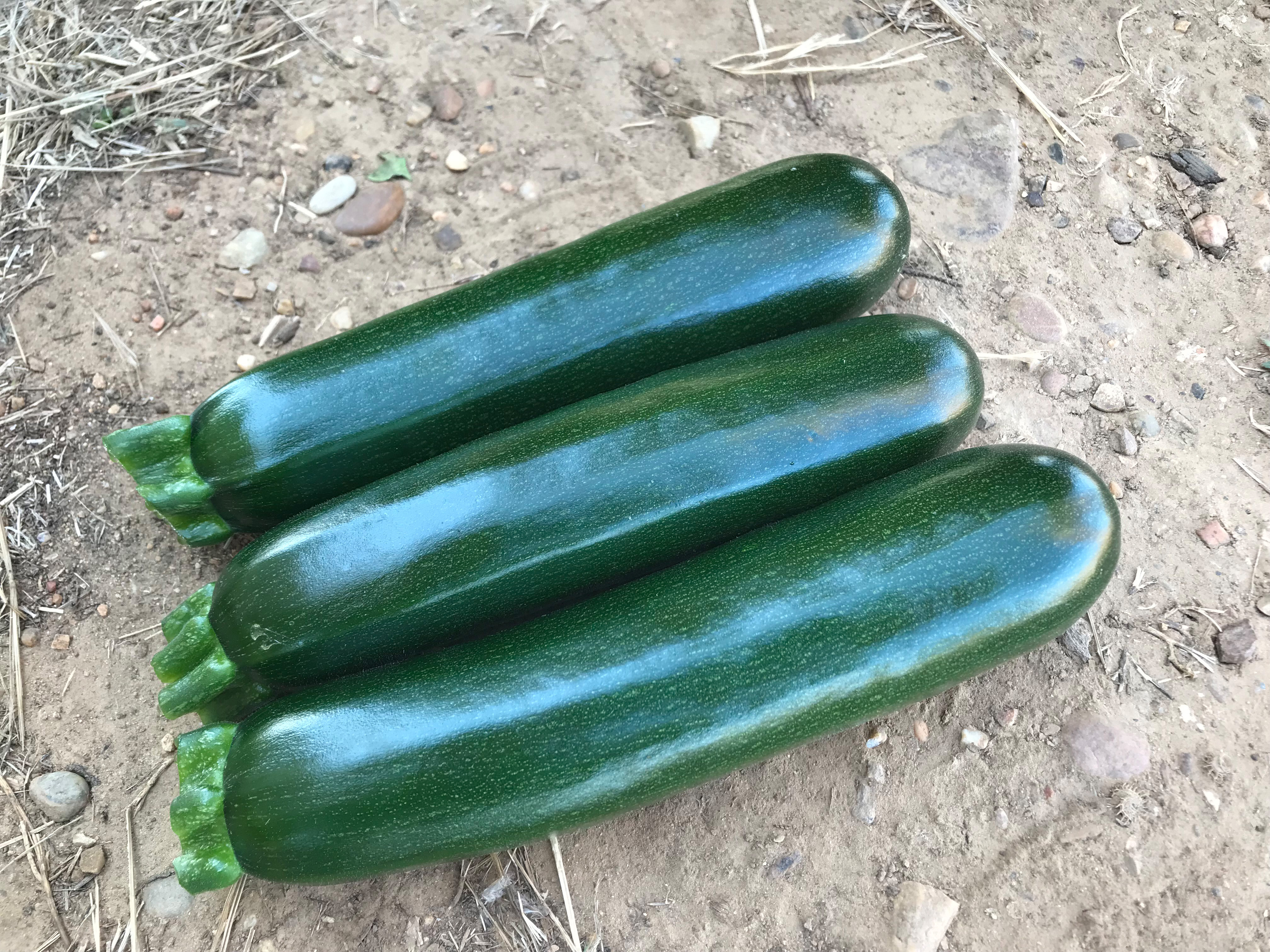 Drei lange, glänzende dunkelgrüne Zucchini nebeneinander auf trockenem Erdreich, frisch geerntet