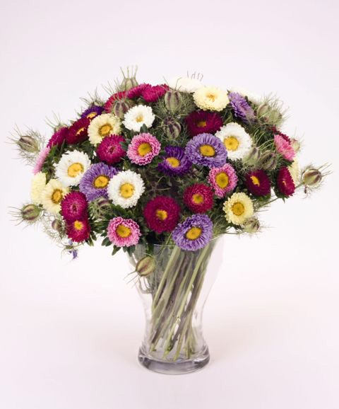 Bunter Strauß aus Strohblumen in klarer Glasvase, verschiedene Farben: weiß, rosa, violett und gelb, heller Hintergrund