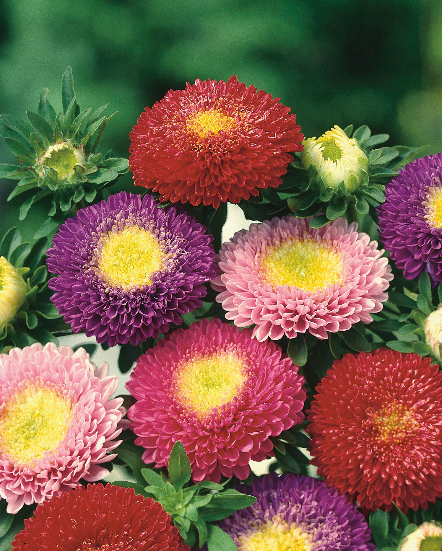 Nahaufnahme bunter China-Astern mit dichten, runden Blüten in Rot, Rosa und Violett sowie gelbem Mittelteil