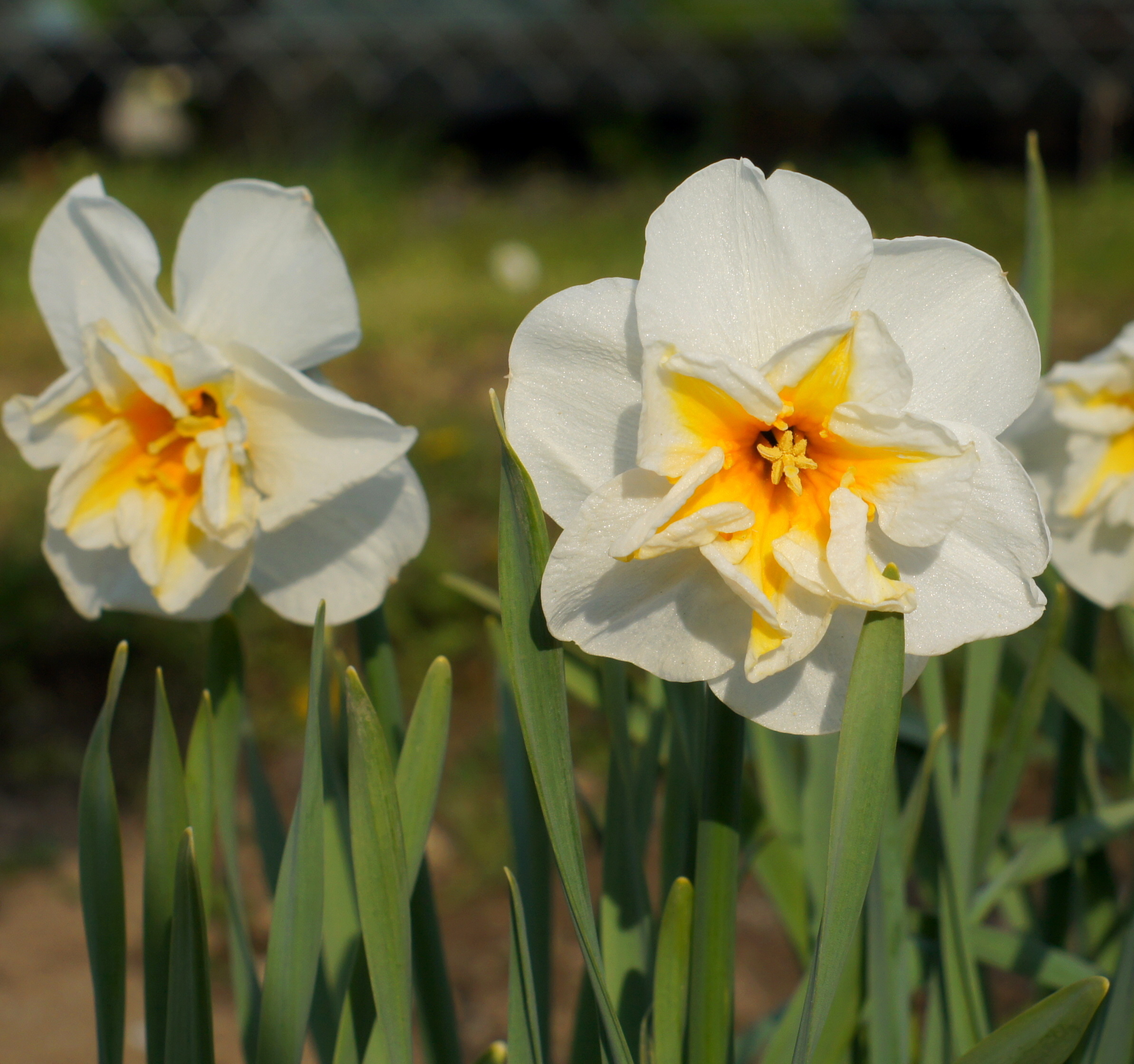 Split-Corona Narzissen Dolly Mollinger