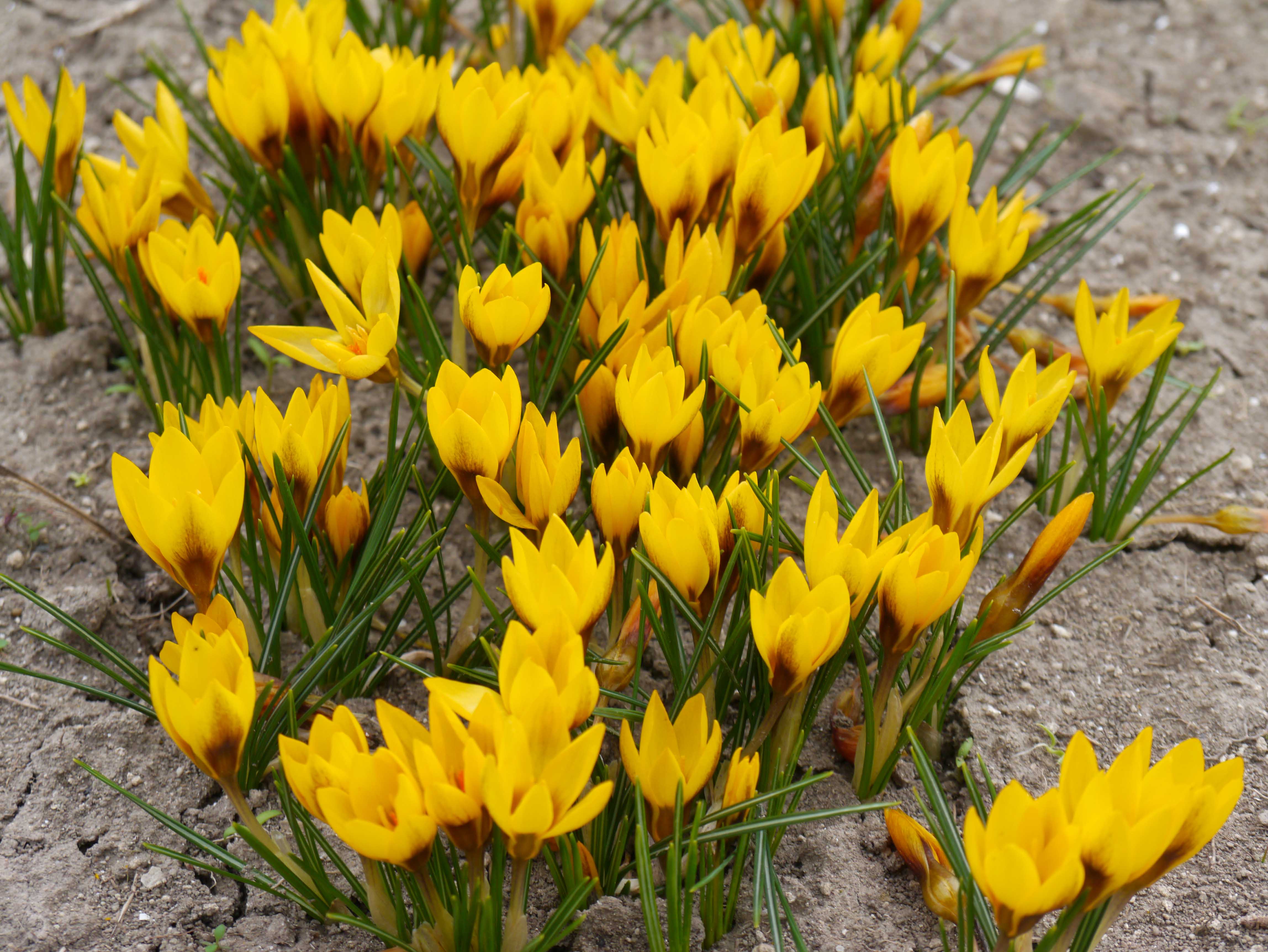 Crocus chrysanthus Goldilocks mit dunkelgelben Blüten und purpurbrauner Basis, blühend im Beet – botanischer Krokus für Verwilderung, Topf und Steingarten