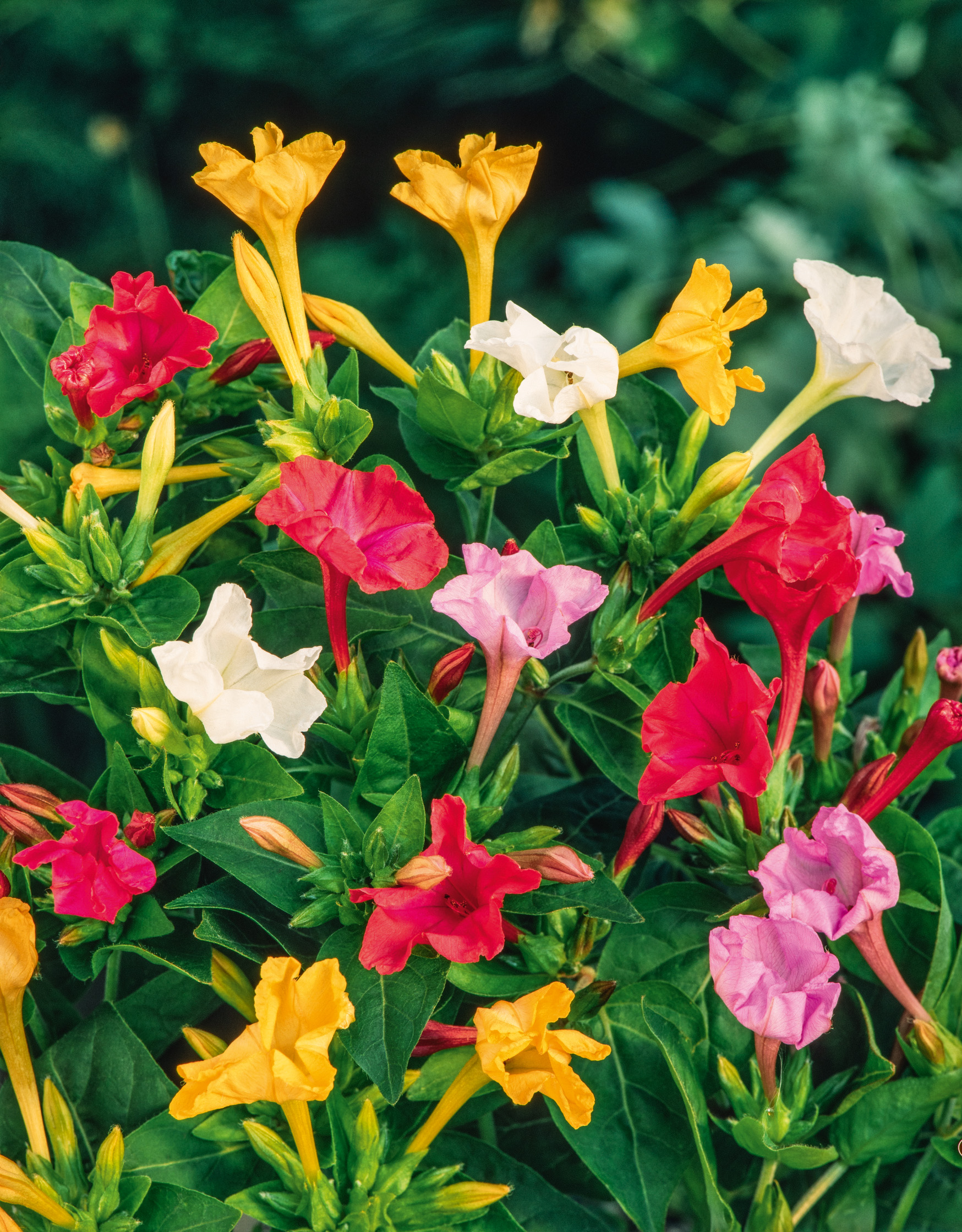 Nahaufnahme eines Wunderblumen-Mixes (Mirabilis jalapa) mit gelben, roten, rosa und weißen trompetenförmigen Blüten und dichtem dunkelgrünem Laub