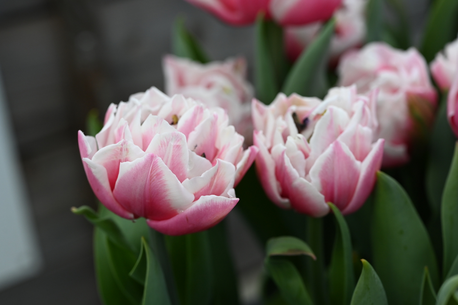 Nahaufnahme von rosa-weißen, gefüllten Tulpen mit grünen Blättern und unscharfem Hintergrund.