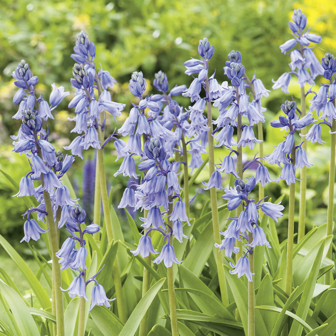 50083_Hyacinthoides non-scripta Nahaufnahme blauer Glockenblumen (hyazinthenähnlich), mehrstämmig mit grünen Blättern vor unscharfem Gartengrün