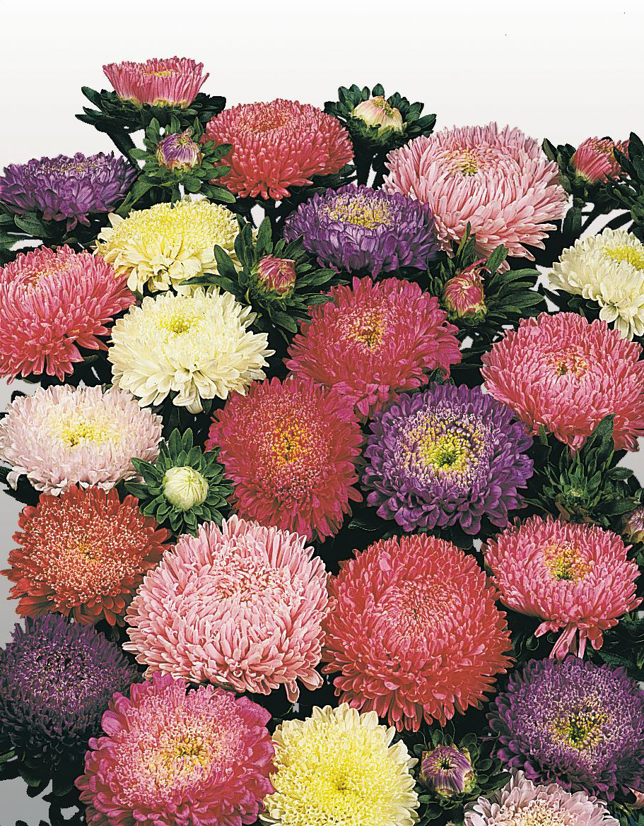 465_Astern Matador, Standy Mischung Nahaufnahme bunter Astern mit dicht gefüllten Blüten in Rosa, Pink, Rot, Lila und Creme auf dunkelgrünem Blattwerk