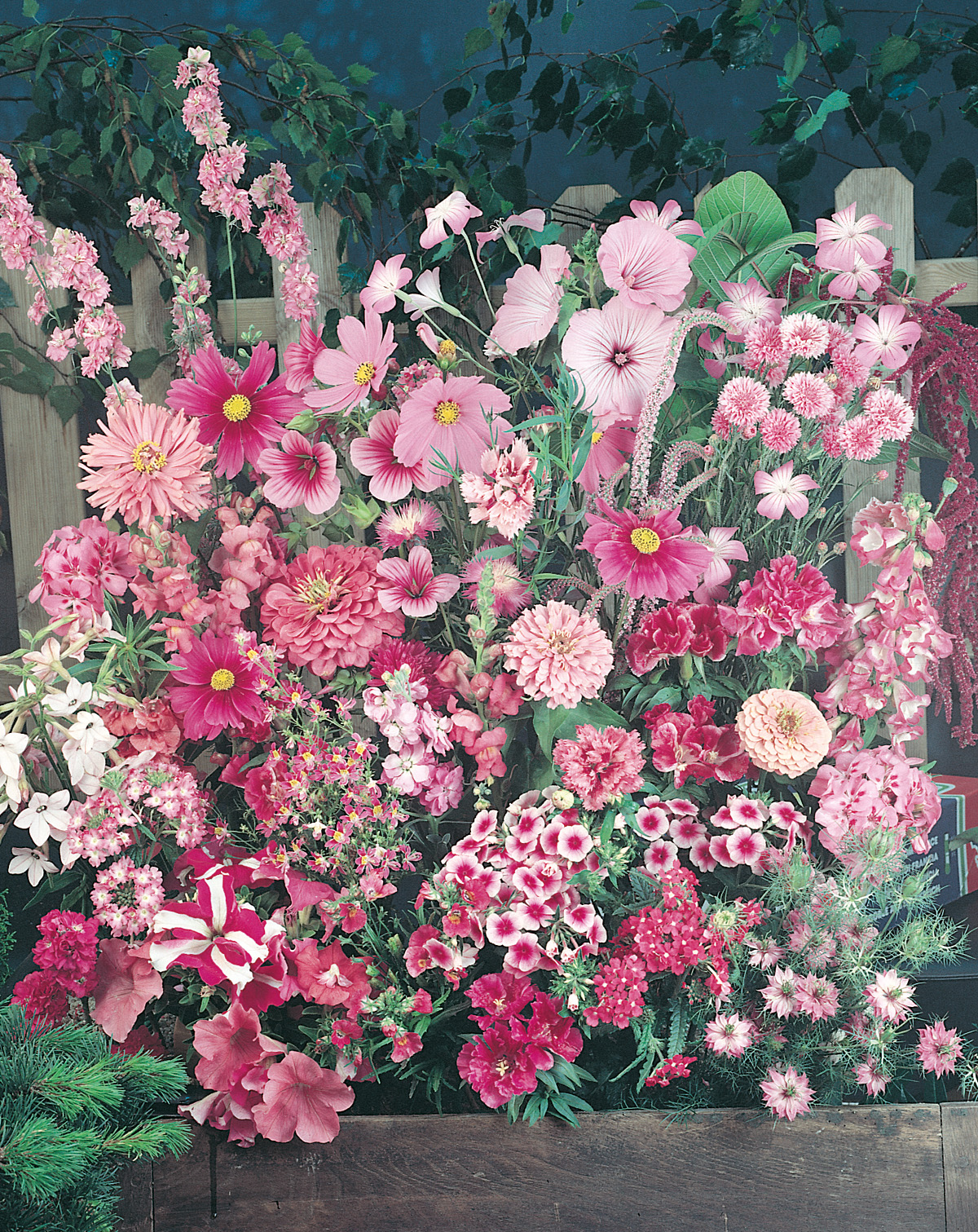 Dicht bepflanztes Beet mit rosa Sommerblumen wie Zinnien, Cosmea, Nelken und Petunien vor einem Holzlattenzaun
