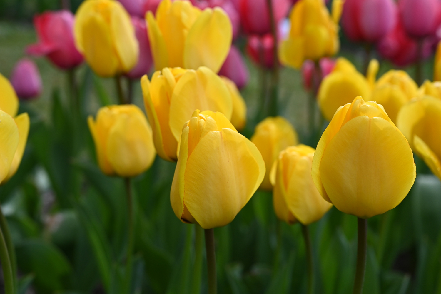 52313_Golden_Apeldoorn_3 Nahaufnahme gelber Tulpen in einem Blumenbeet mit unscharfem grünen und rosa Hintergrund