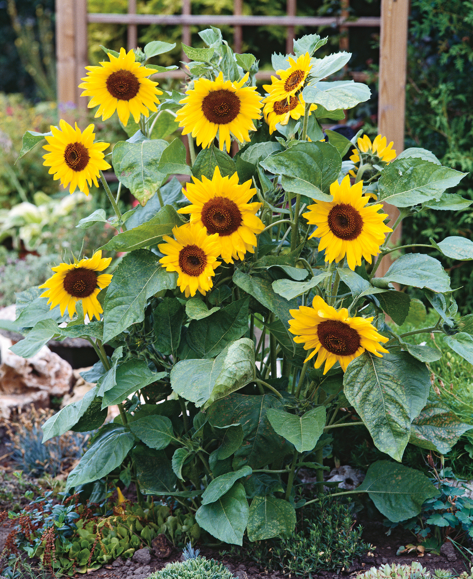 Mehrere gelbe Sonnenblumen mit braunen Blütenzentren und großen grünen Blättern in einem Beet, kompakter Wuchs, ideal als Blickfang im Garten