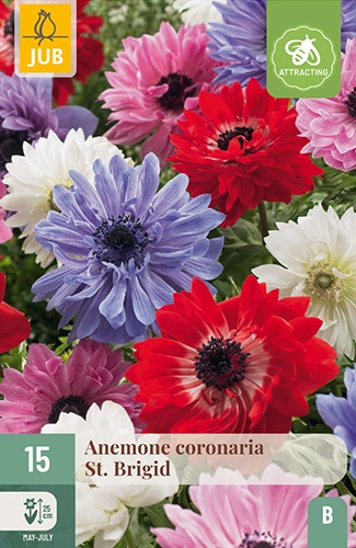 Anemonen coronaria St. Brigid, gefüllte Mischung