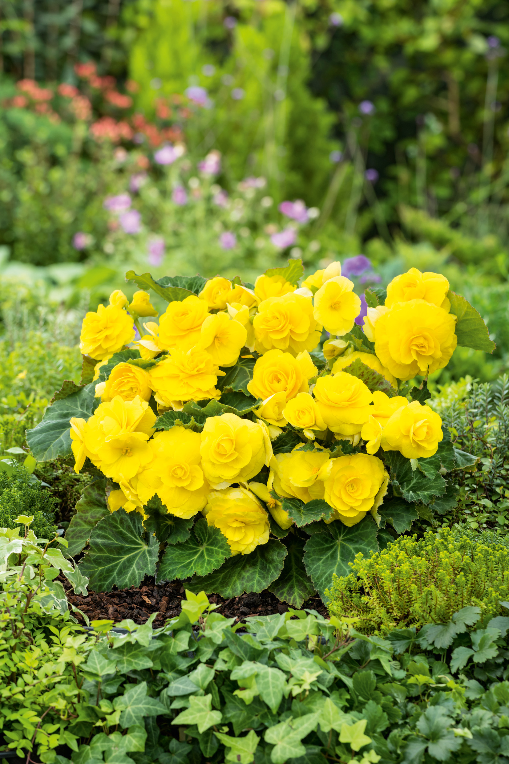 Knollenbegonien Nonstop Gelb