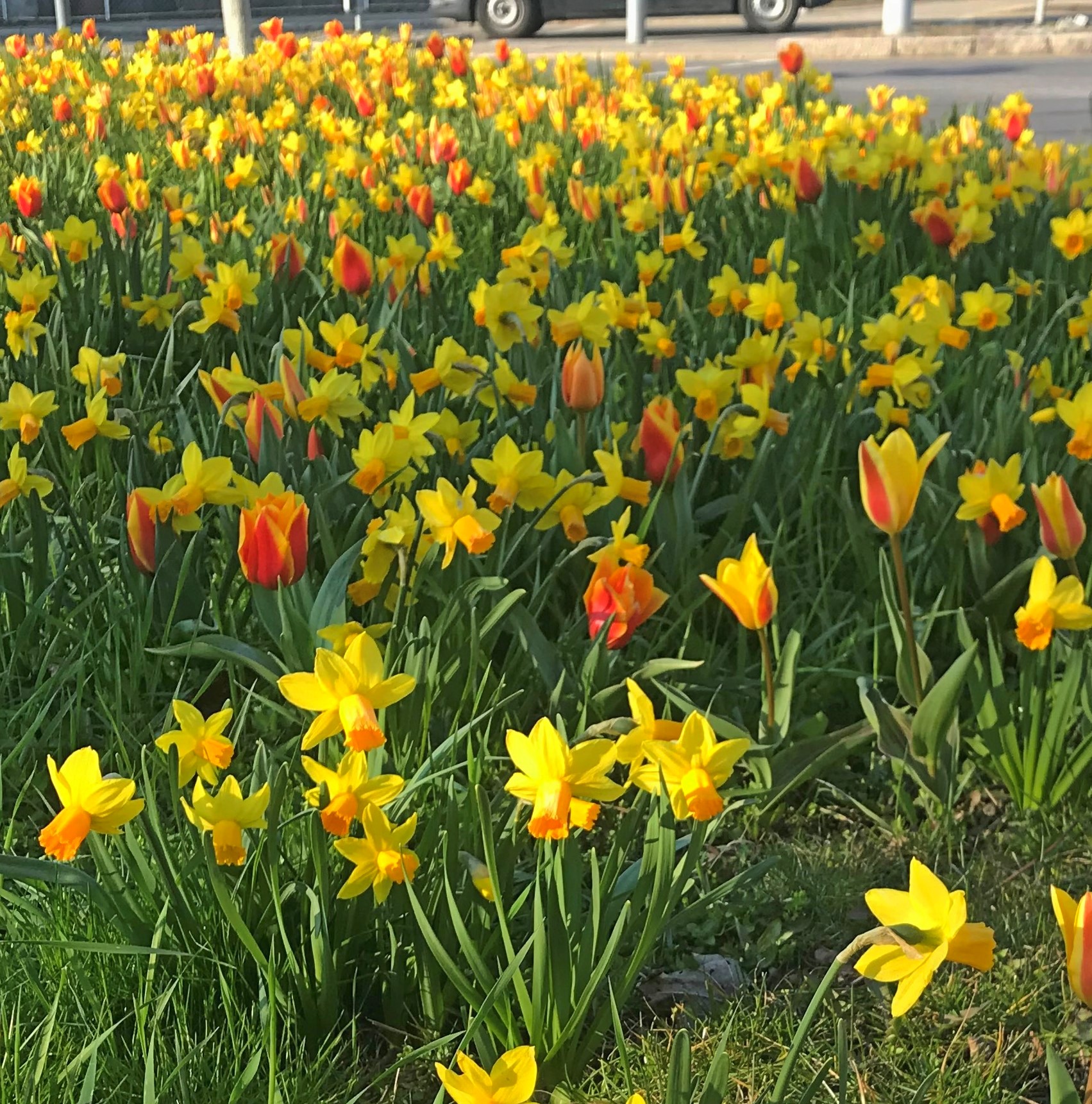 51003_Badische Mischung Nahaufnahme eines Frühlingsbeets mit vielen gelben Narzissen und rot-gelben Tulpen in grünem Gras, im Hintergrund Straße und parkende Autos