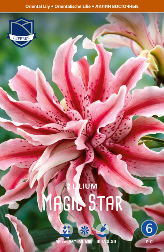 Lilien orientalisch Magic Star, gefüllt
