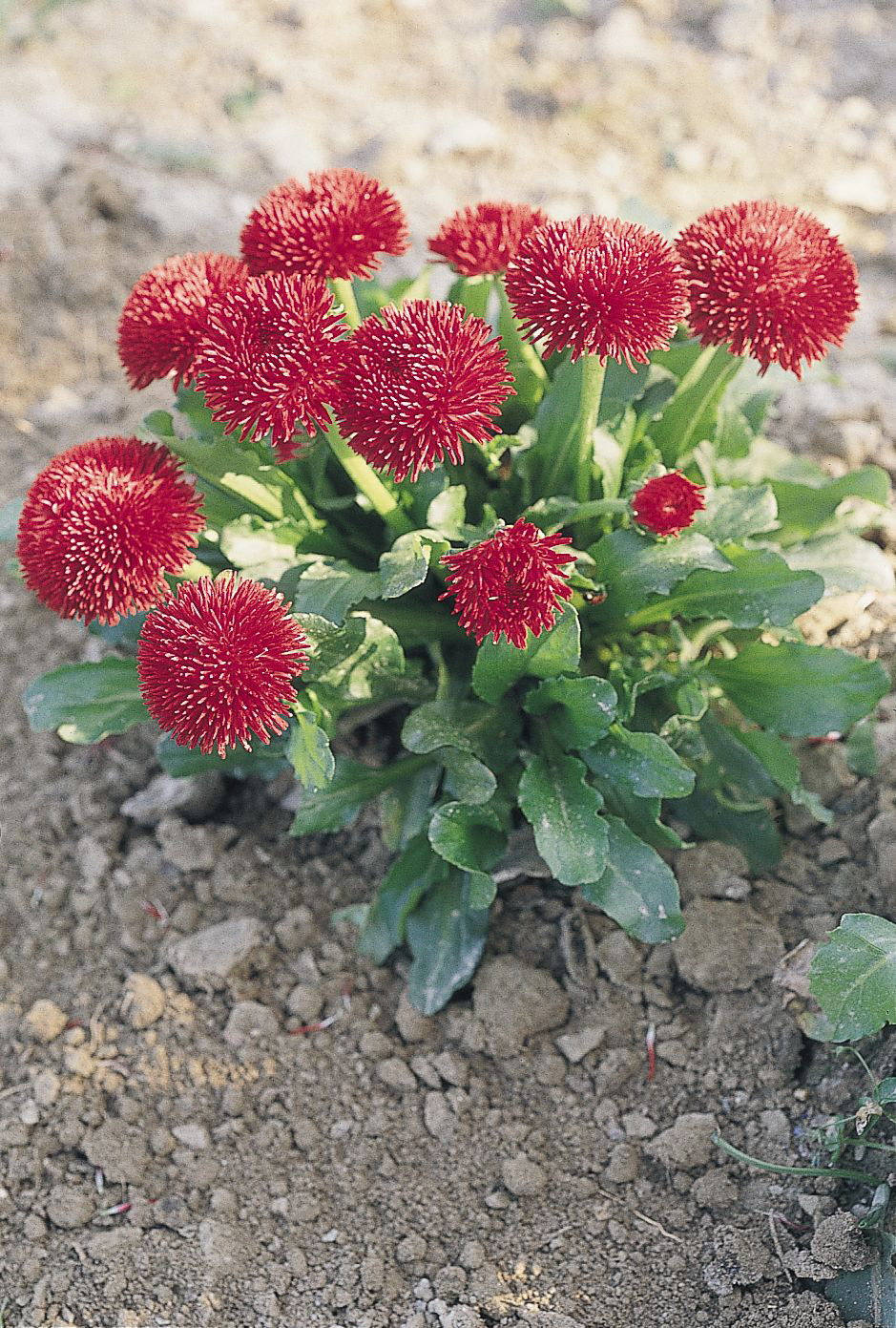Bellis Pomponette, rot