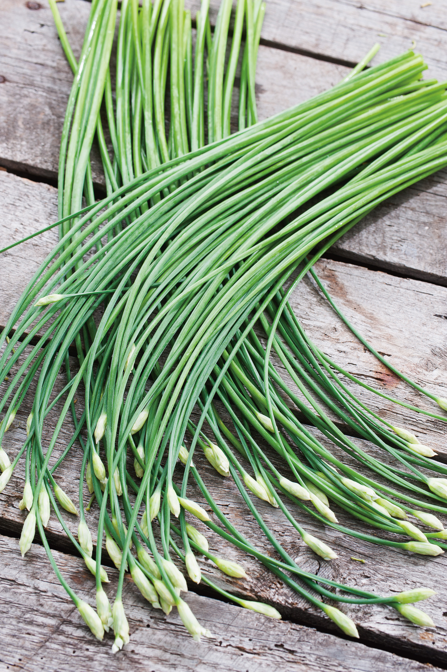 Frisches Bündel Schnittknoblauch (Allium tuberosum) mit langen grünen Stielen und geschlossenen weißen Blütenknospen auf verwittertem Holzbrett, Nahaufnahme
