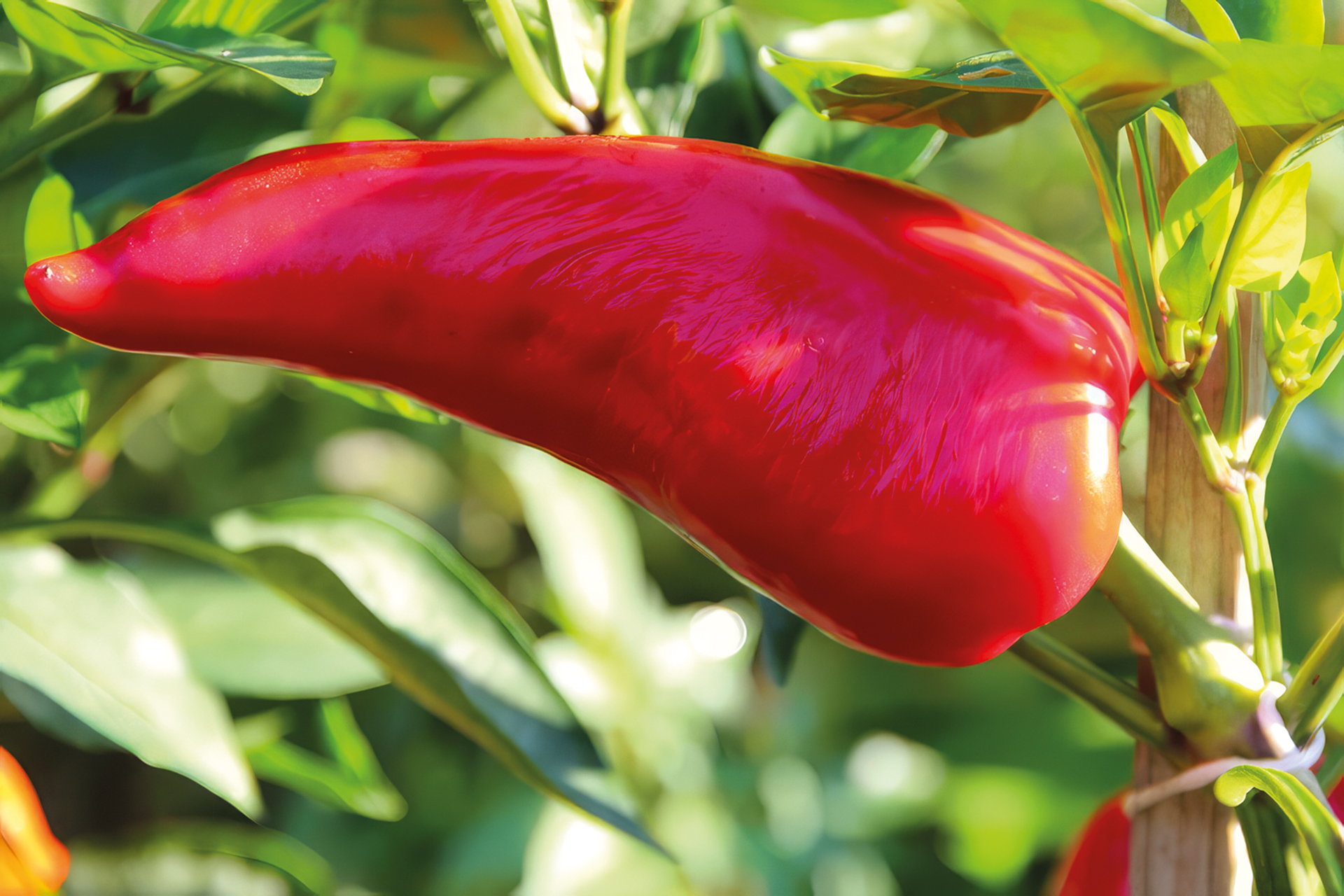 Paprika Roter Augsburger