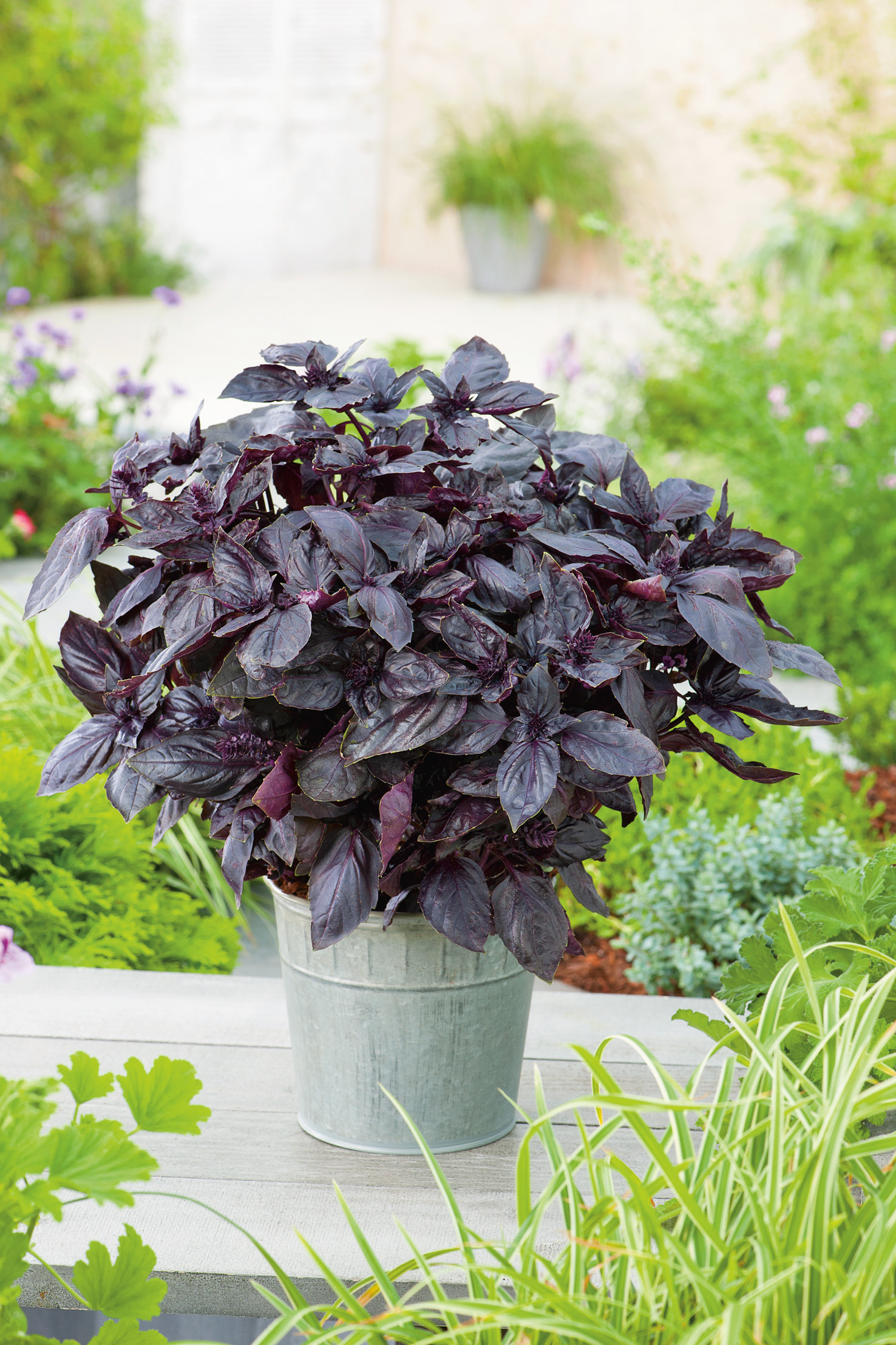 91904_Basilikum Red Rubin Dunkelviolettes Basilikum im Zinktopf auf dem Gartentisch, umgeben von grünen Pflanzen