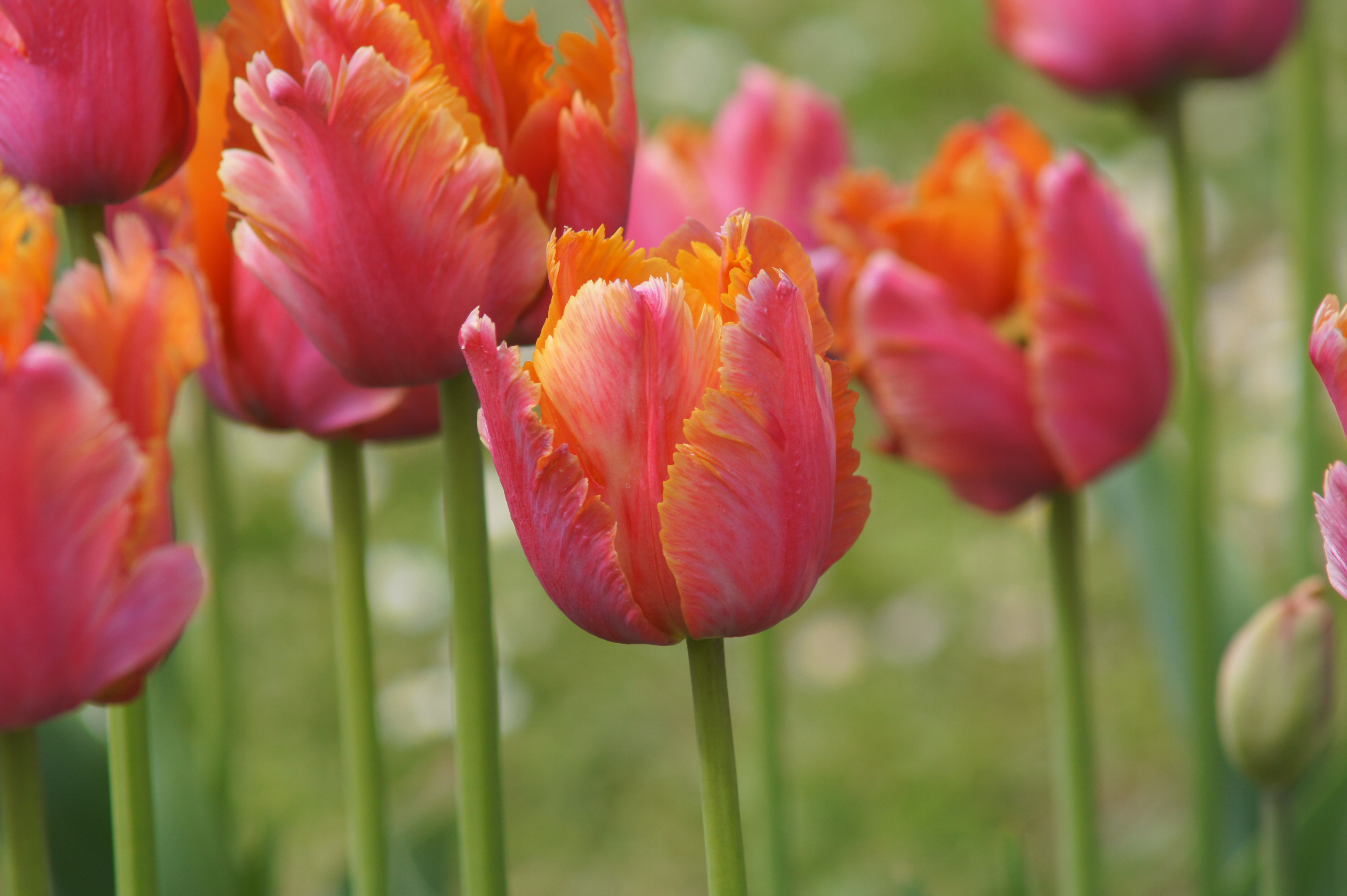 Nahaufnahme mehrerer rosa-orange gefranster Tulpen mit grünem Stiel und unscharfem Gartenhintergrund