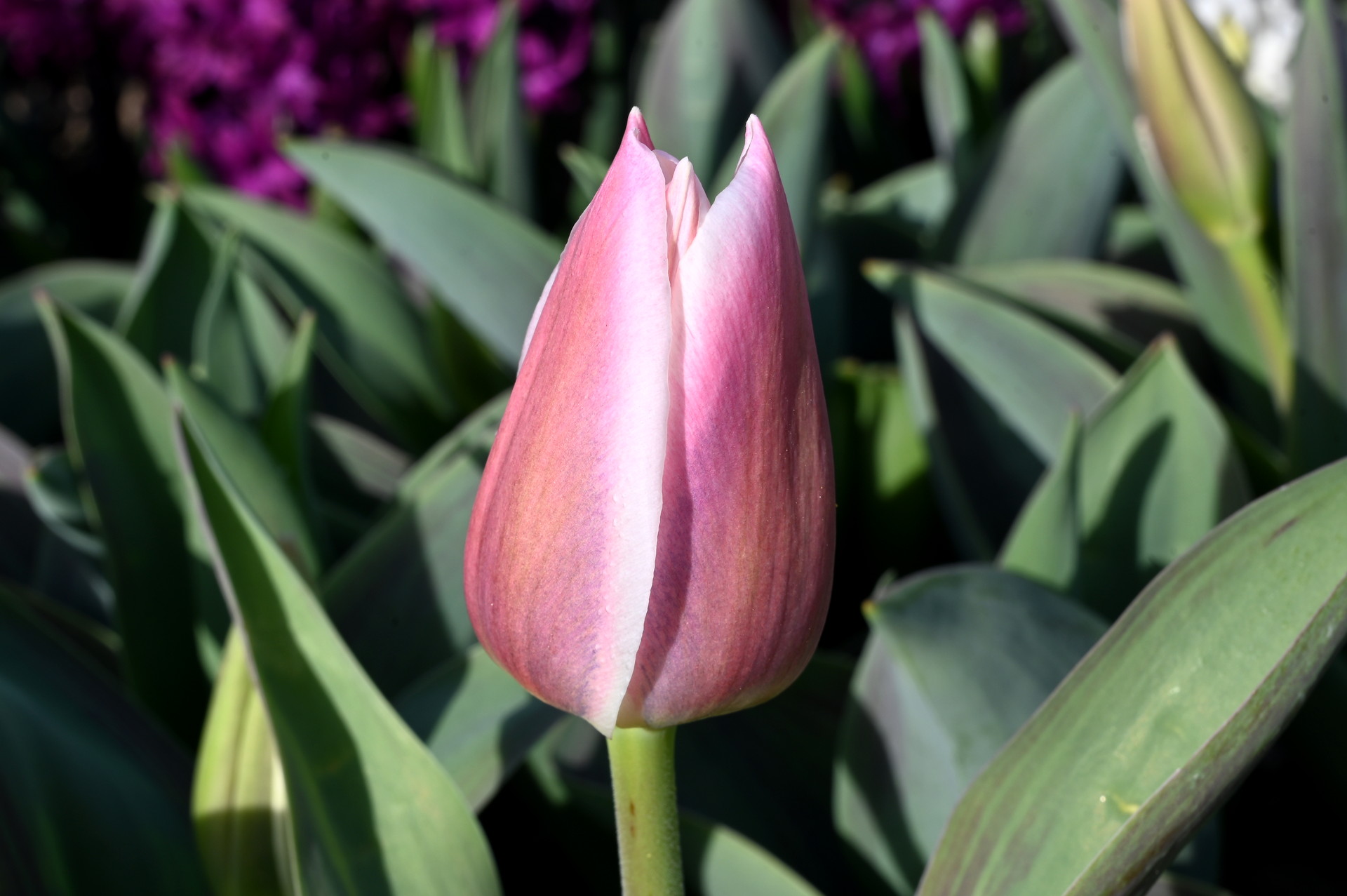 Einfache frühe Tulpen Mandys Choice