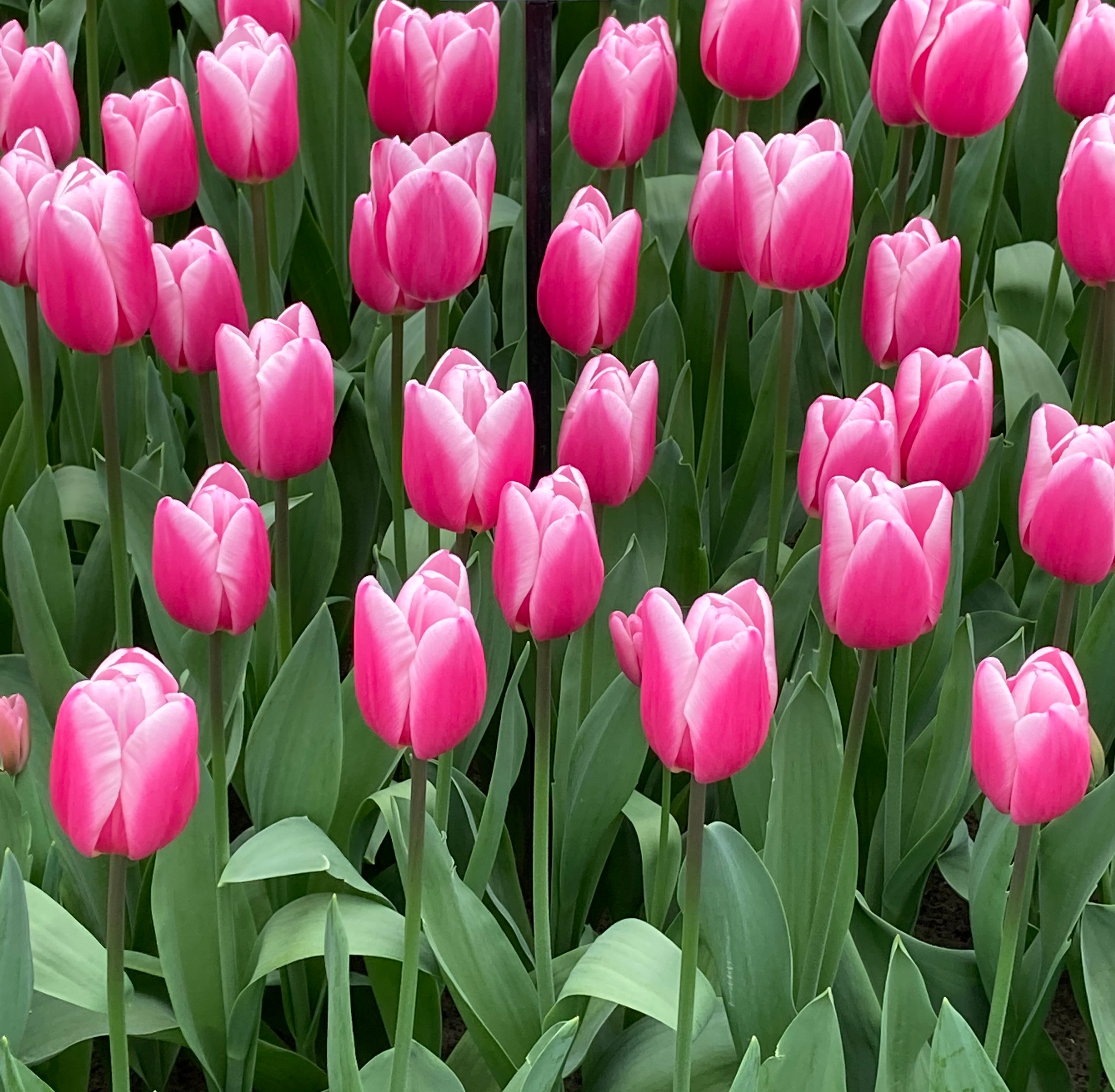 Triumph-Tulpen Milkshake mit zart rosa Blüten und weich weißem Rand, ideal für Beete und Töpfe