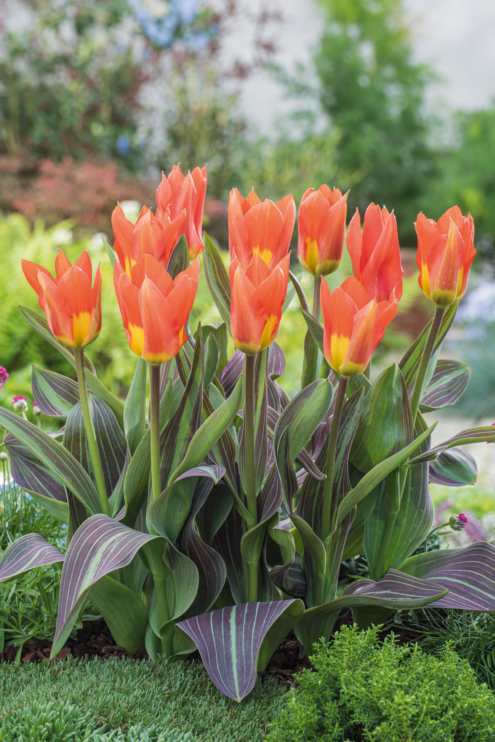 Fosteriana-Tulpen Juan im Beet mit leuchtend orangefarbenen Blüten, gelbem Blütengrund und dekorativ rotbraunem Laub