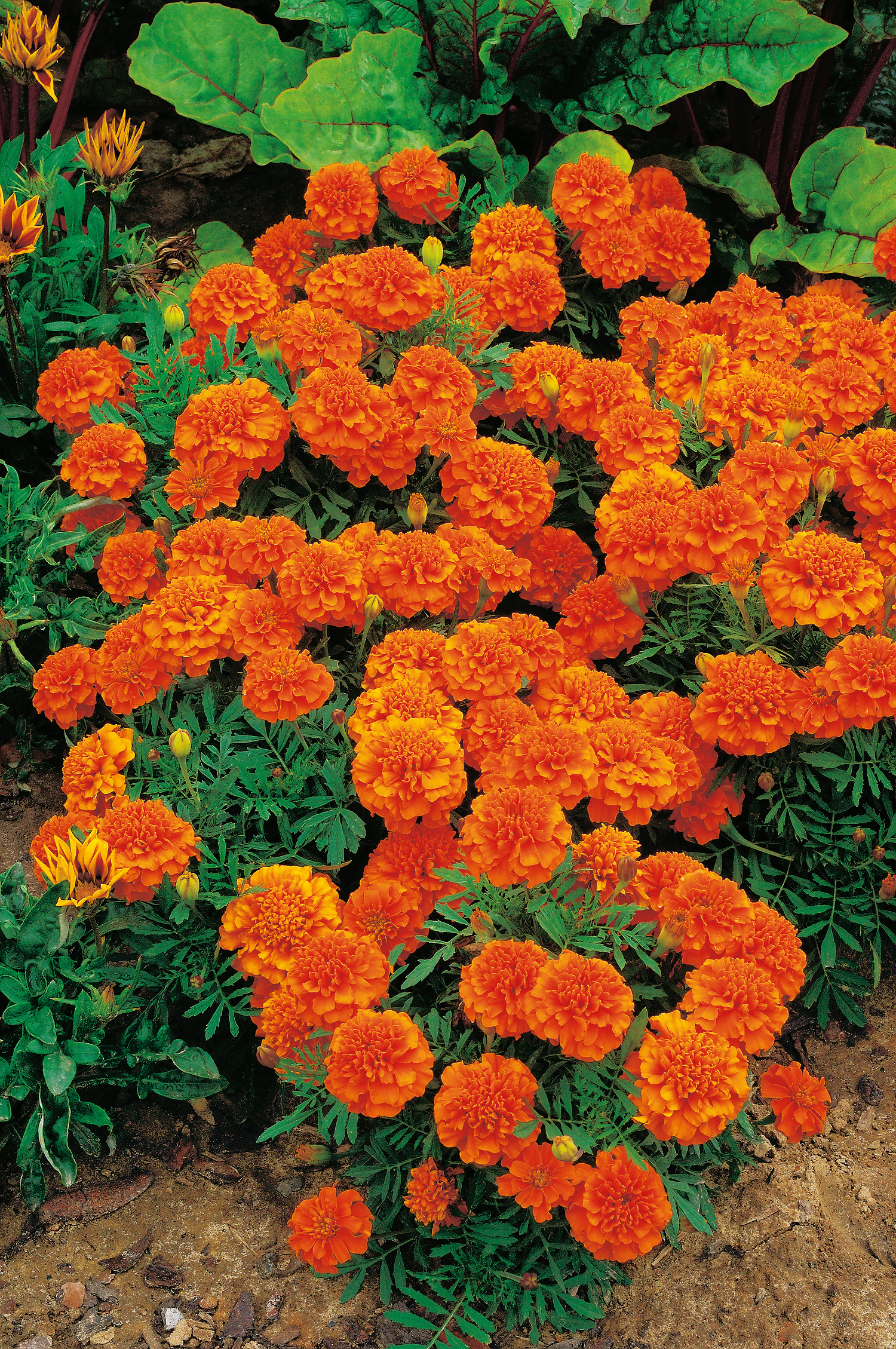 Nahaufnahme: dicht blühende orangefarbene Tagetes (Studentenblumen) mit gefüllten Köpfen in einem Beet vor grünem Laub und Erde