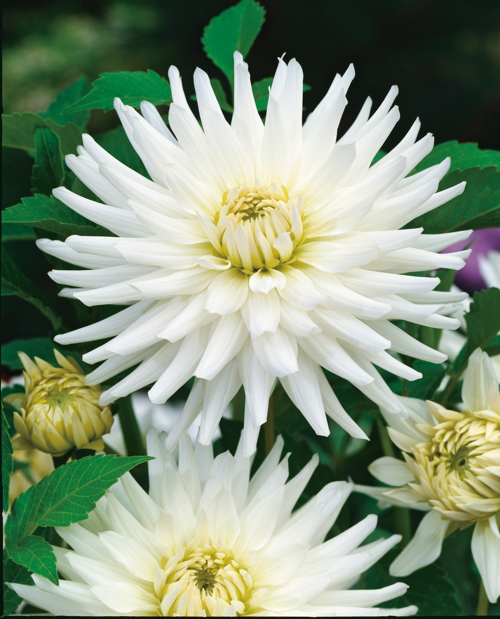2804_Dahlie My Love Nahaufnahme einer weißen, gefüllten Dahlienblüte mit gelblichem Zentrum und grünen Blättern im Hintergrund
