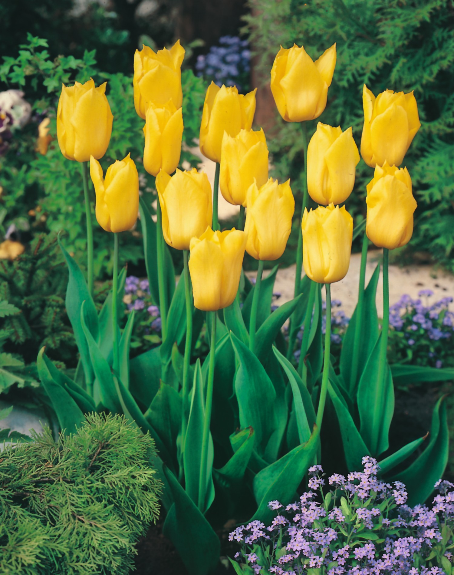 Triumph-Tulpen Yellow Triumph, Aktion
