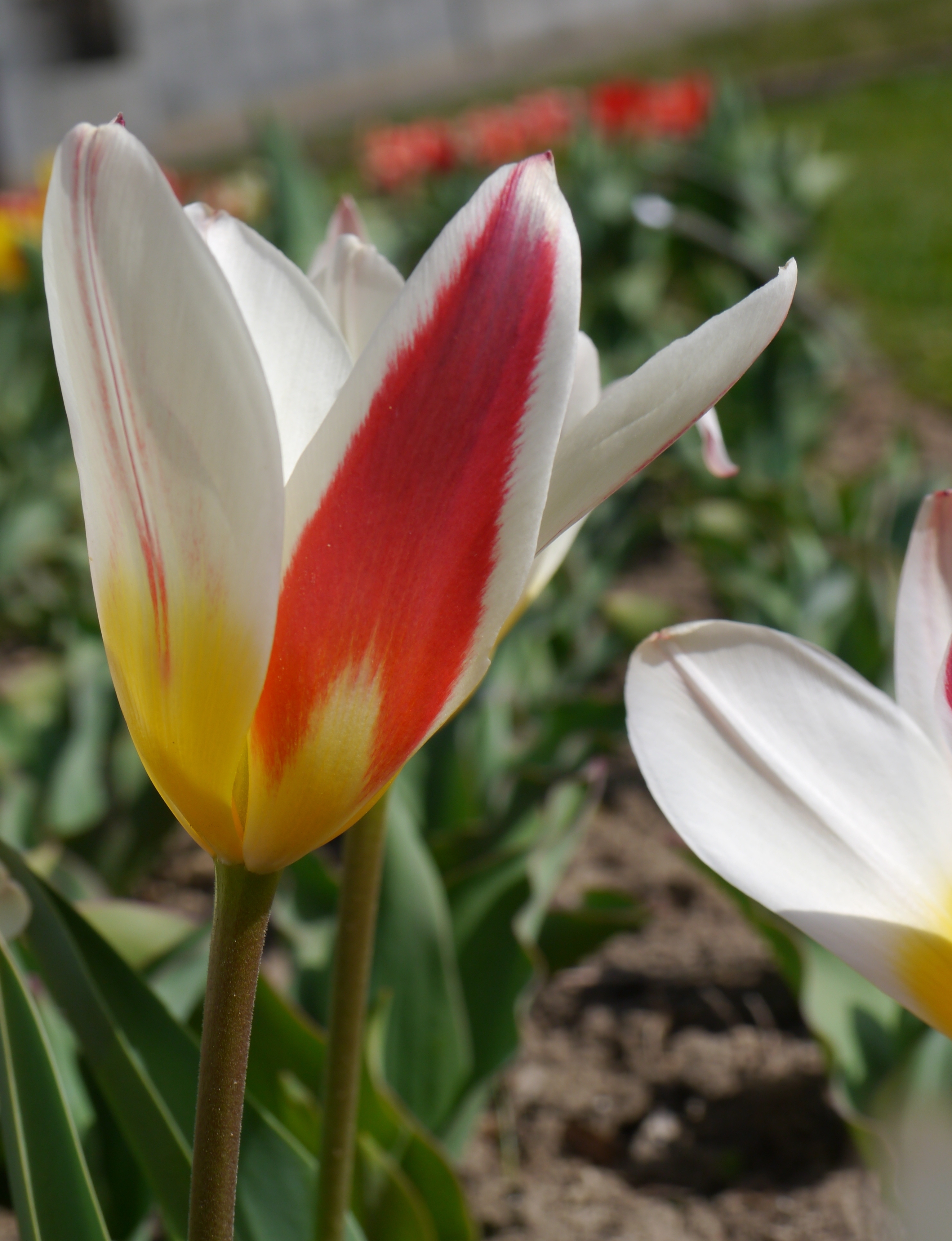 Nahaufnahme einer Tulpe mit weißen Blütenblättern, intensiv roter Längszeichnung und gelbem Blütenboden in einem Frühlingsbeet