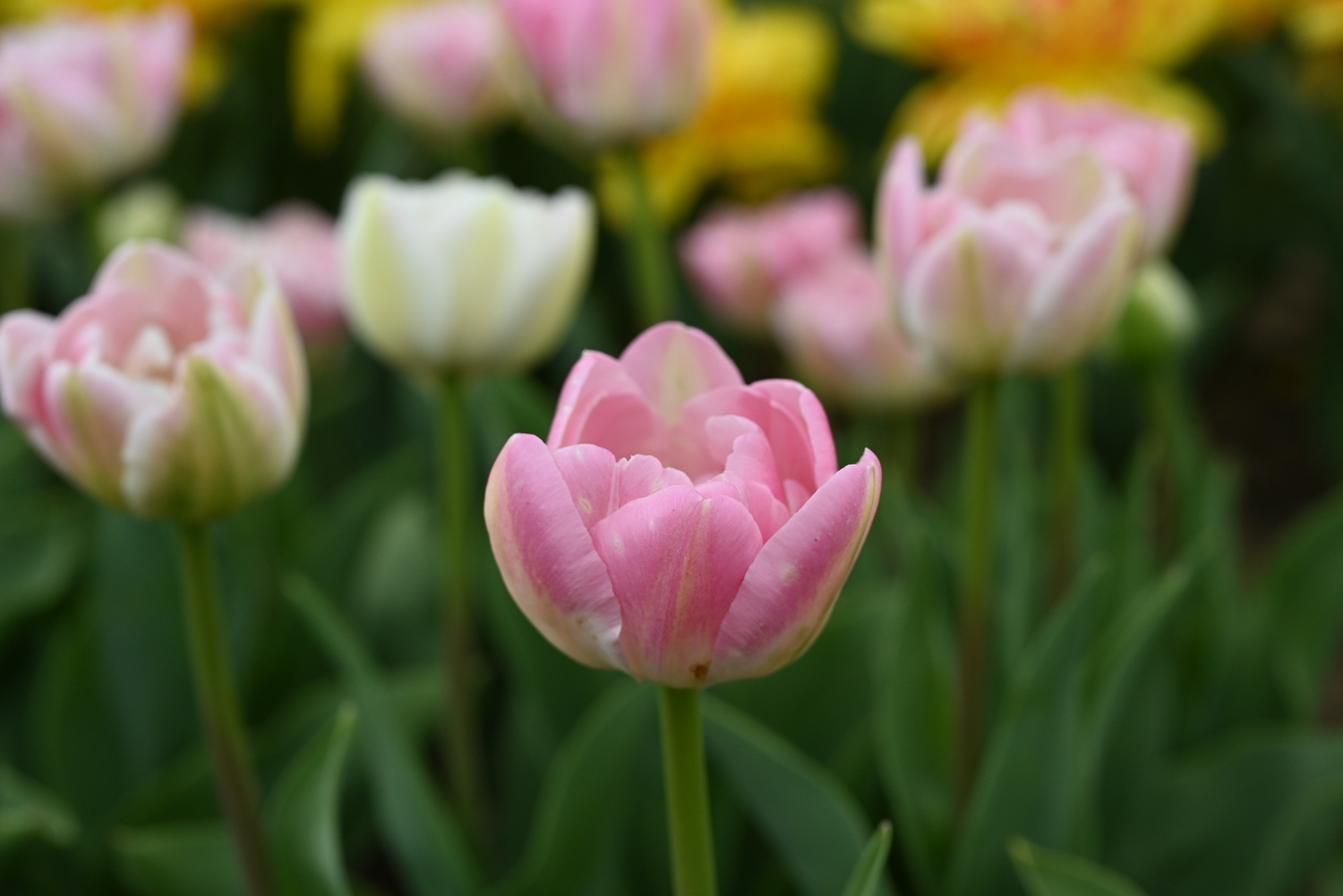 Gefüllte frühe Tulpe Upstar im Beet mit cremefarbenen, an den Spitzen rosa Blüten, pfingstrosenähnlicher Blütenform und eleganter Frühlingswirkung