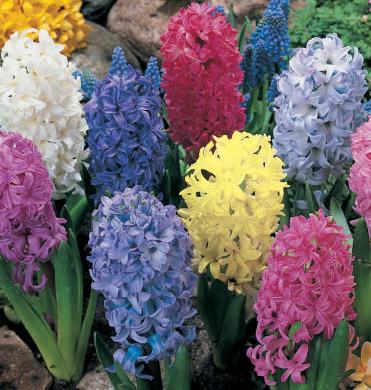 Bunte Hyazinthen Mischung mit rosa, blau, weiß und gelb blühenden Hyazinthen im Garten – edle Blumenzwiebeln mit intensivem Frühlingsduft