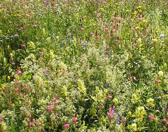 Nahaufnahme einer bunten Wildblumenwiese mit grünen Gräsern und gelben, rosa und violetten Blüten