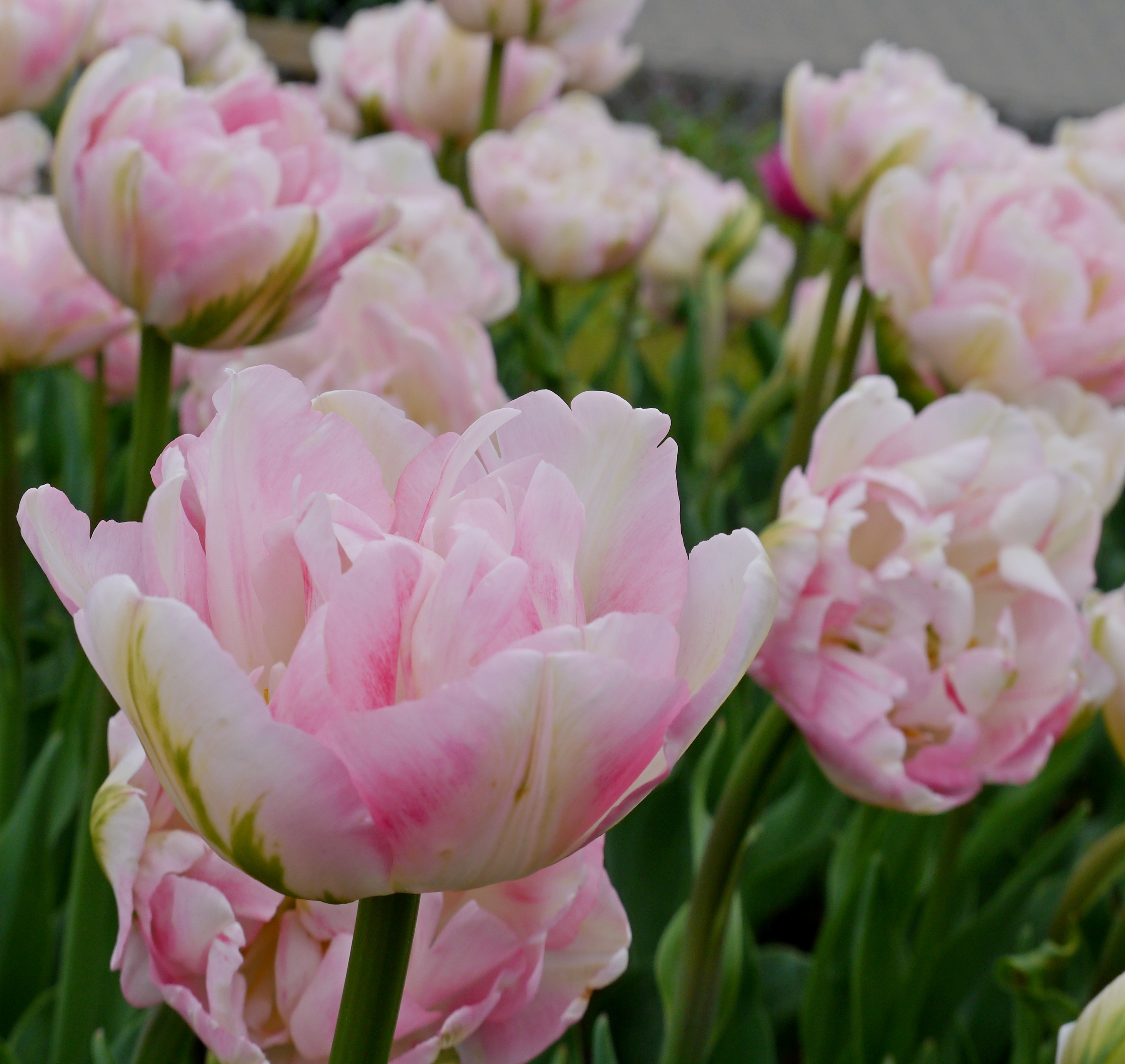 Nahaufnahme einer rosa gefüllten Tulpe mit zarten hellrosa und weißen Blütenblättern, grünen Stielen und weiteren rosa Tulpen im unscharfen Hintergrund