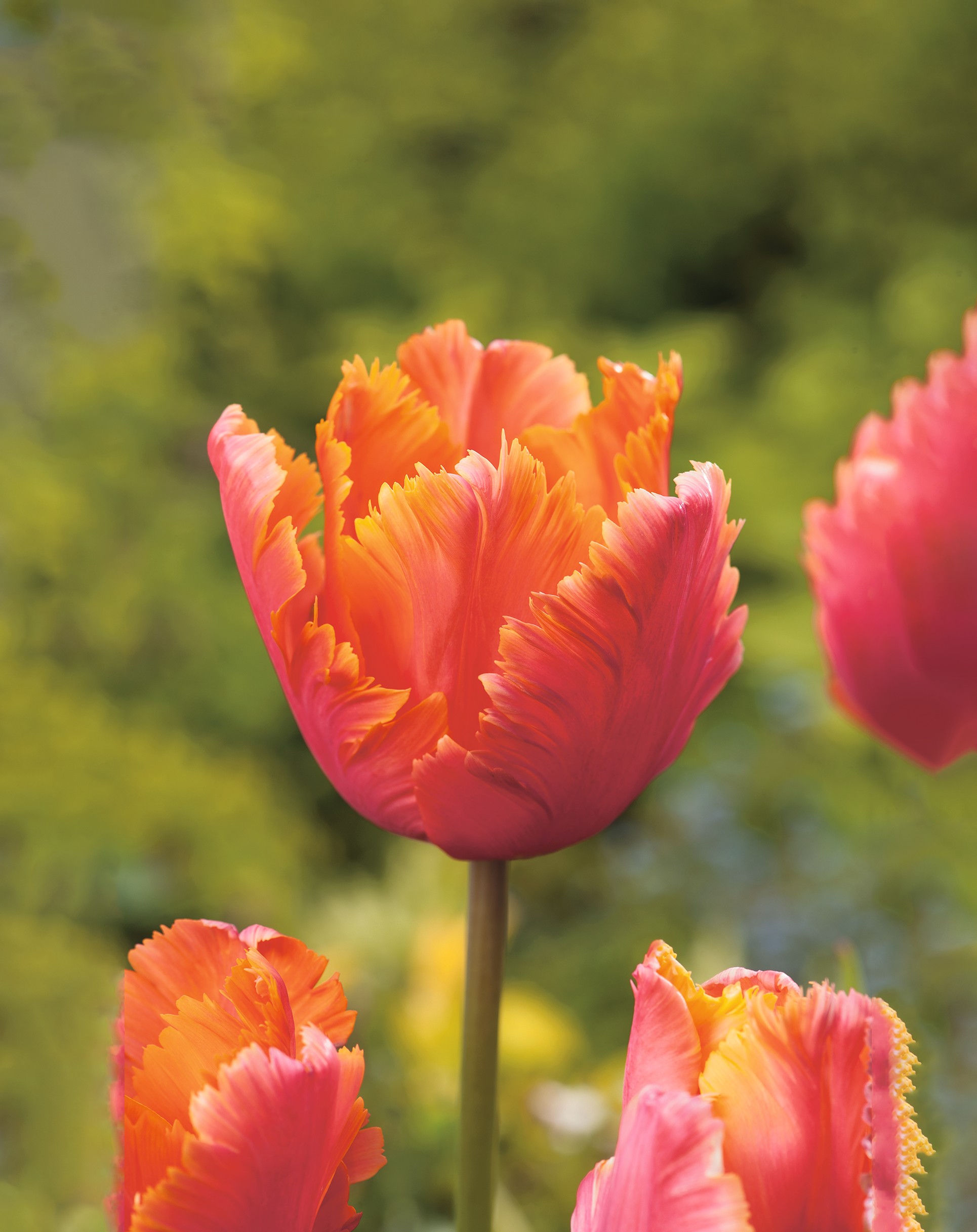 Nahaufnahme einer orange-rosa Papageien-Tulpe mit fransigen, gezackten Blütenblättern vor unscharf grünem Hintergrund