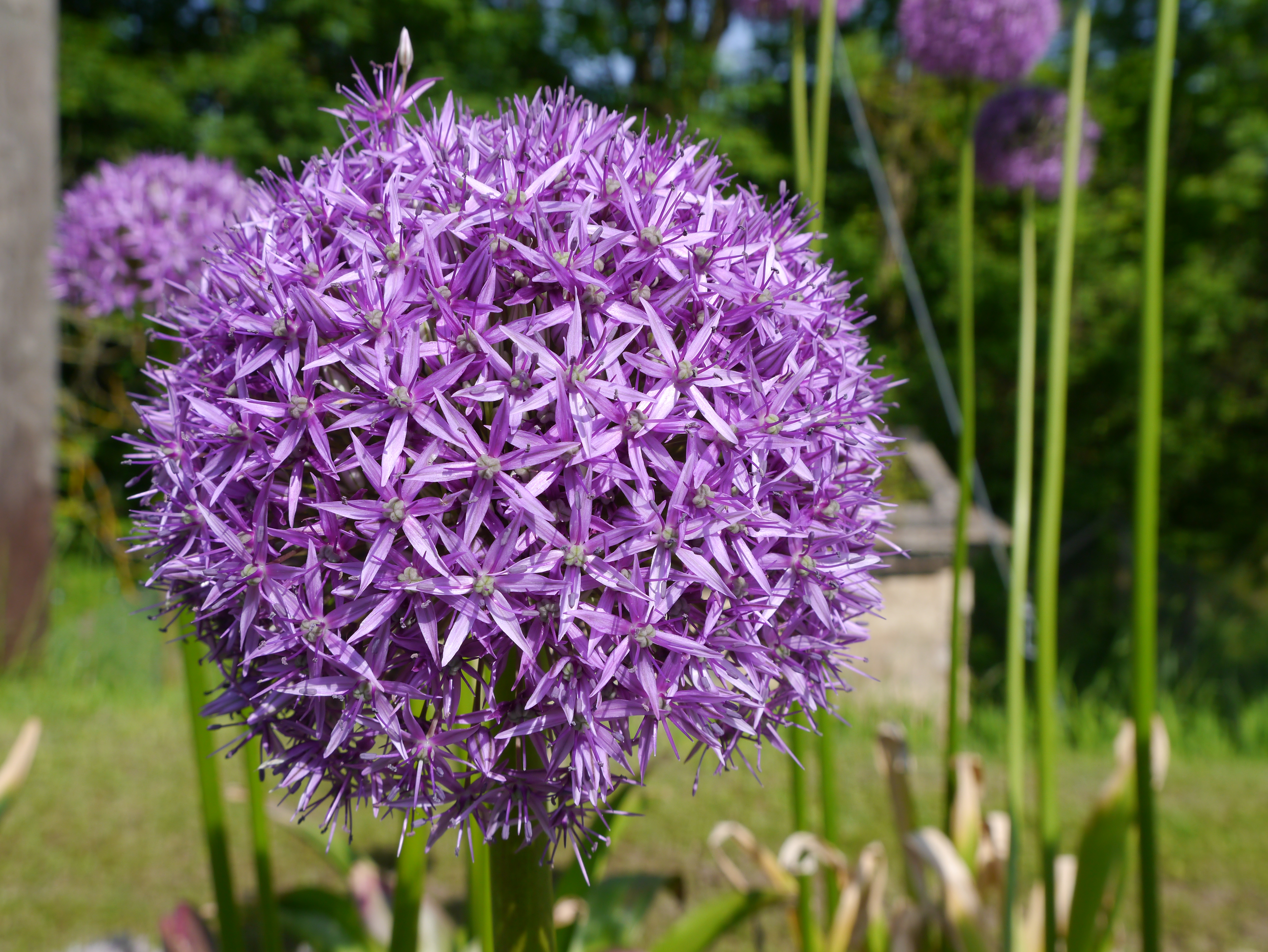 56029_Allium Globemaster Nahaufnahme einer lila Allium-Kugelblüte (Zierlauch) im Garten mit zahlreichen sternförmigen Einzelblüten