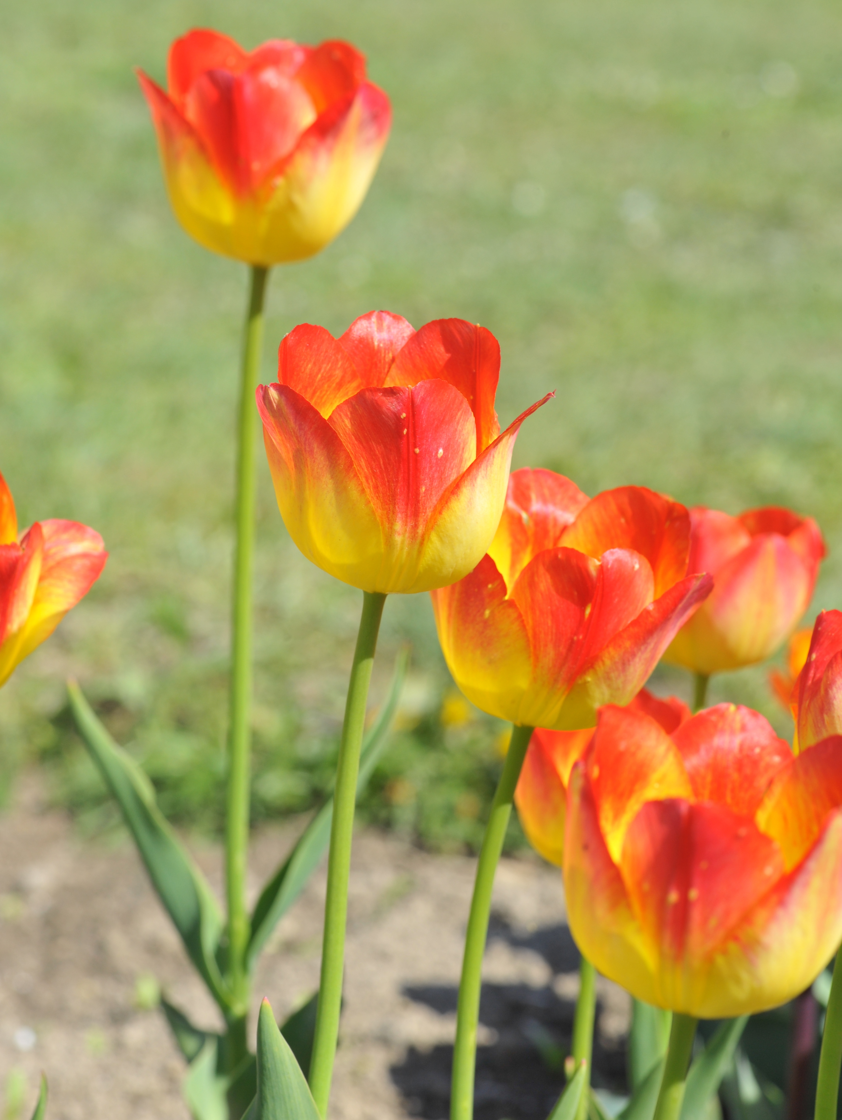 Nahaufnahme roter und gelber Tulpen im Garten mit leuchtenden Blüten und grünen Stängeln