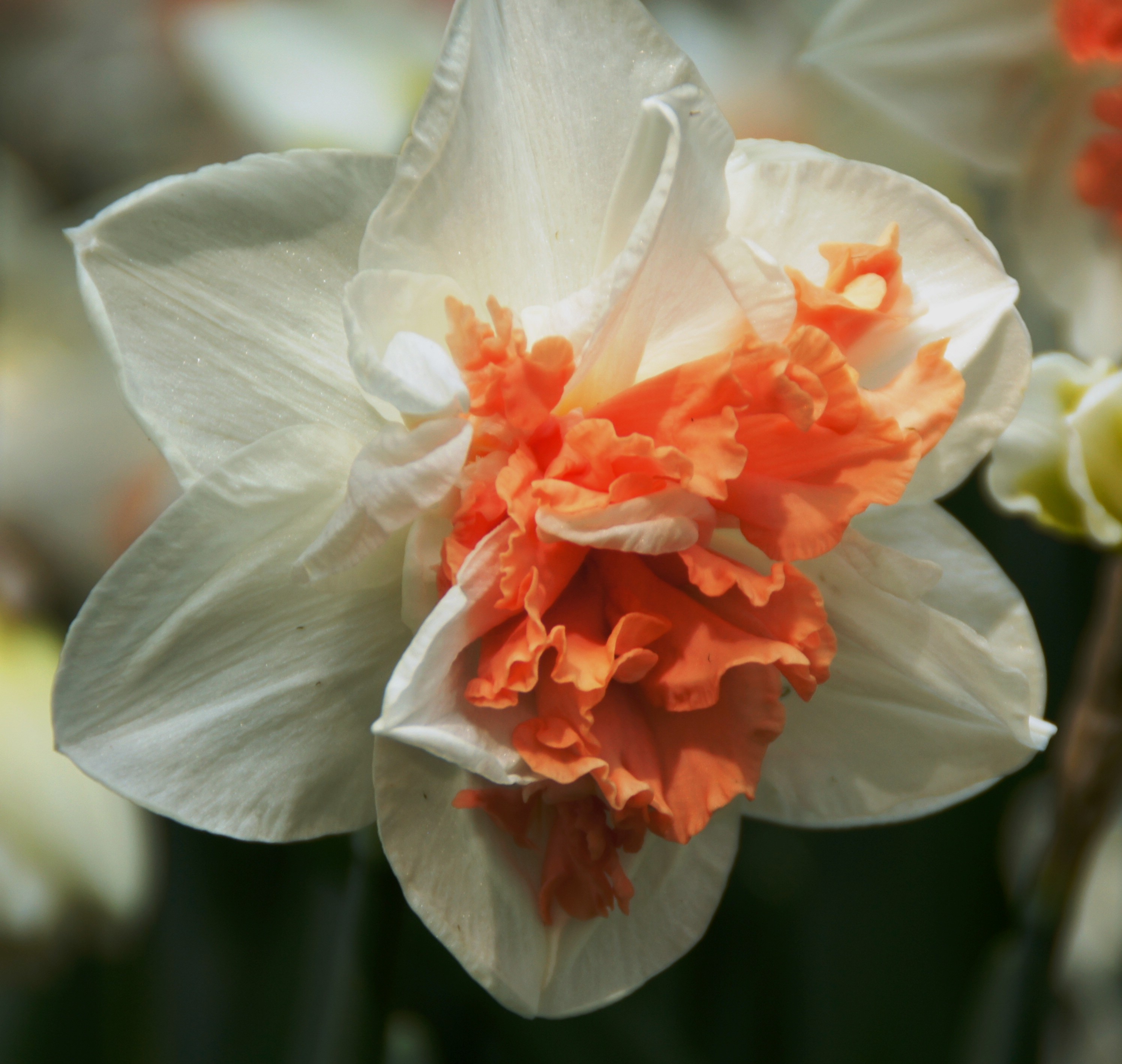Nahaufnahme einer weißen Narzissenblüte mit gefüllter, frilliger korallenorangefarbener Krone und zarten weißen Blütenblättern vor unscharfem grünem Hintergrund