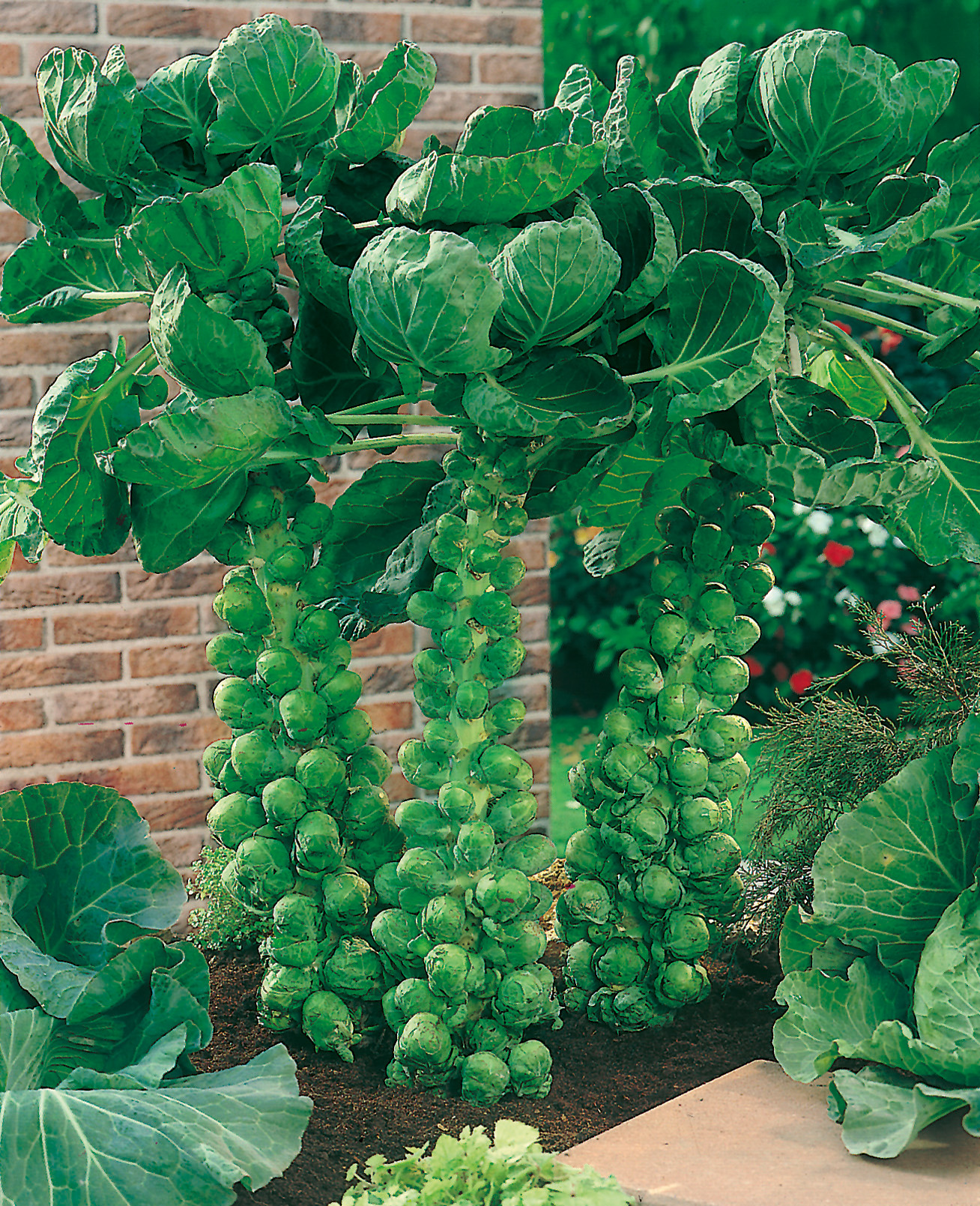 Rosenkohl (Bio) Neptuno F1