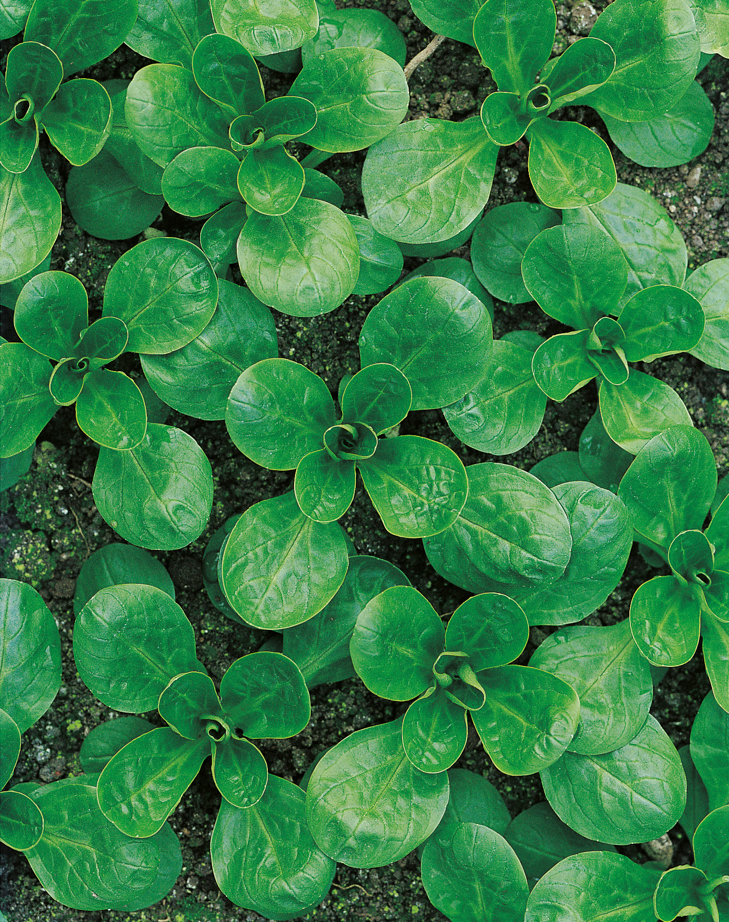 Feldsalat Vit